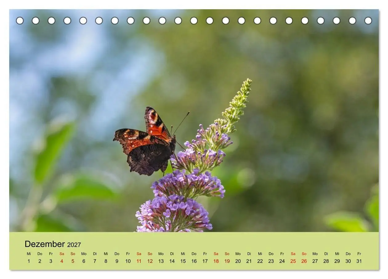 Bild: 9783594363980 | Insektenparadies Garten (Tischkalender 2027 DIN A5 quer), CALVENDO...