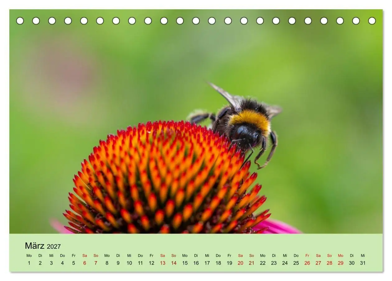Bild: 9783594363980 | Insektenparadies Garten (Tischkalender 2027 DIN A5 quer), CALVENDO...