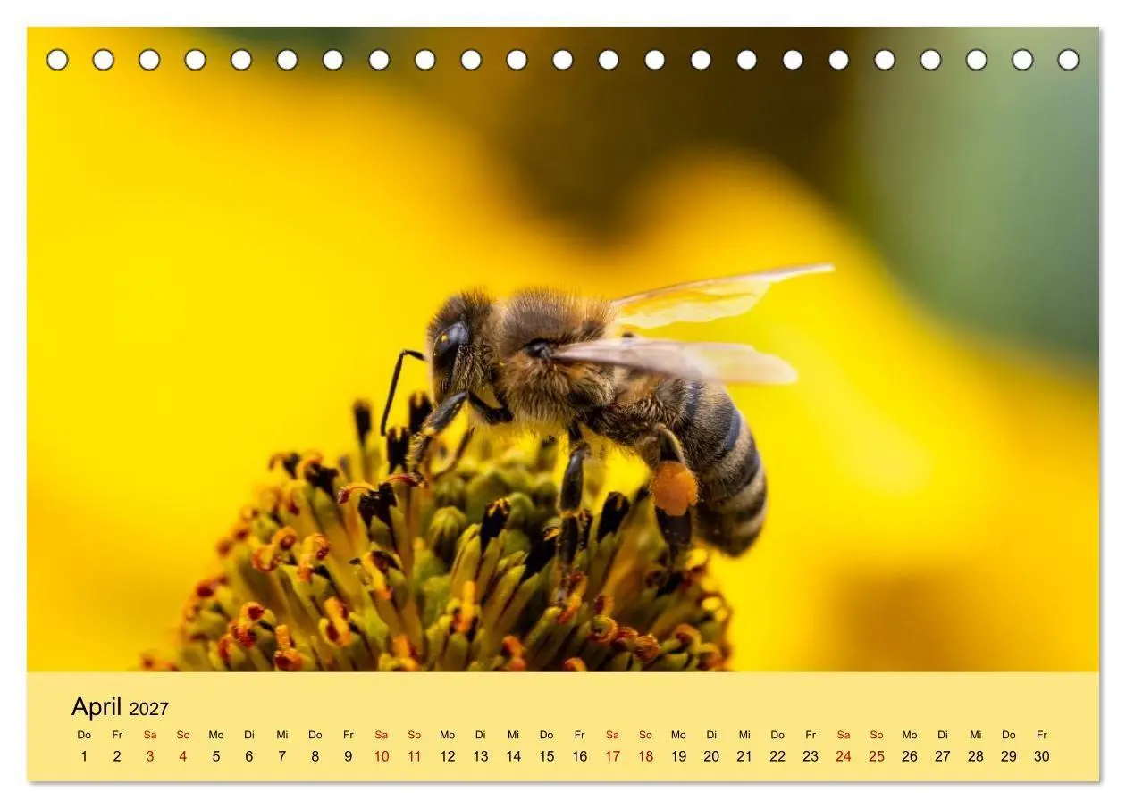 Bild: 9783594363980 | Insektenparadies Garten (Tischkalender 2027 DIN A5 quer), CALVENDO...
