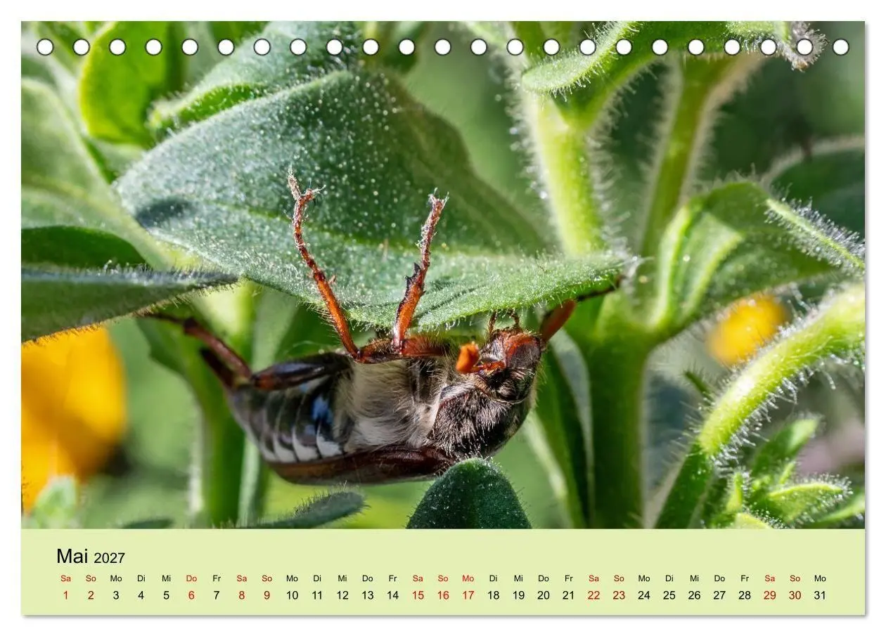 Bild: 9783594363980 | Insektenparadies Garten (Tischkalender 2027 DIN A5 quer), CALVENDO...