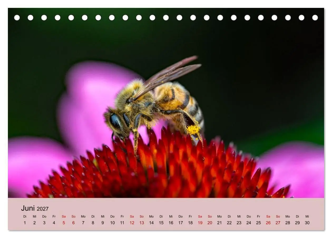 Bild: 9783594363980 | Insektenparadies Garten (Tischkalender 2027 DIN A5 quer), CALVENDO...