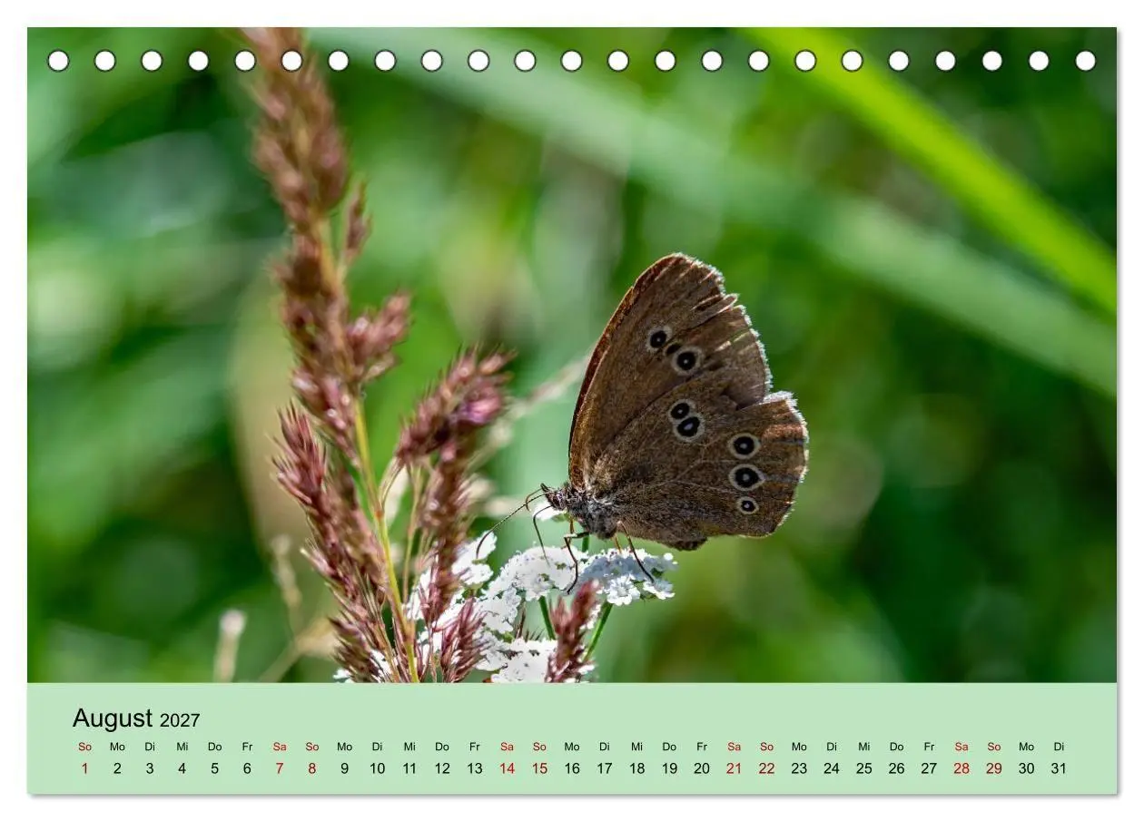 Bild: 9783594363980 | Insektenparadies Garten (Tischkalender 2027 DIN A5 quer), CALVENDO...