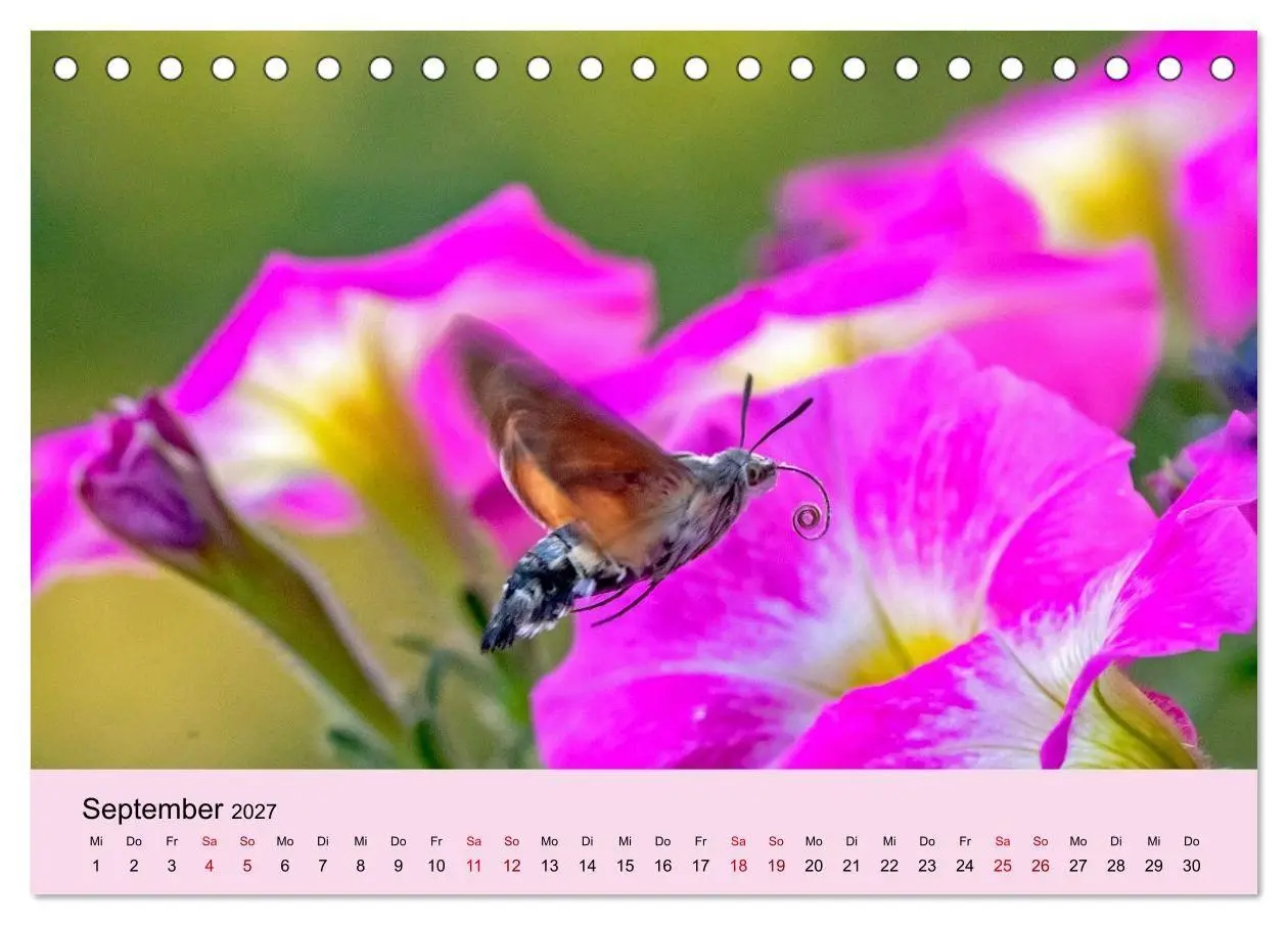 Bild: 9783594363980 | Insektenparadies Garten (Tischkalender 2027 DIN A5 quer), CALVENDO...