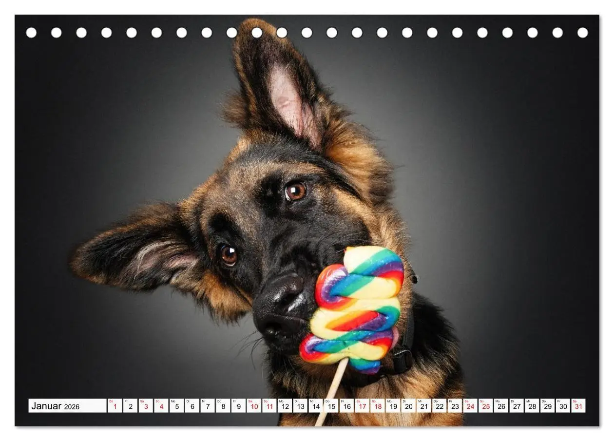 Bild: 9783516724080 | Hunde im Naschparadies (Tischkalender 2026 DIN A5 quer), CALVENDO...