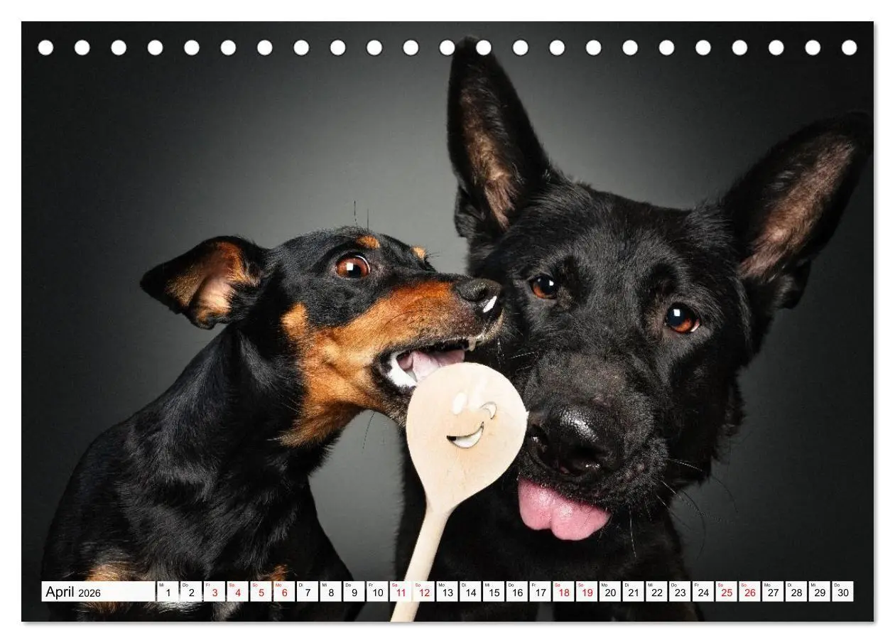 Bild: 9783516724080 | Hunde im Naschparadies (Tischkalender 2026 DIN A5 quer), CALVENDO...