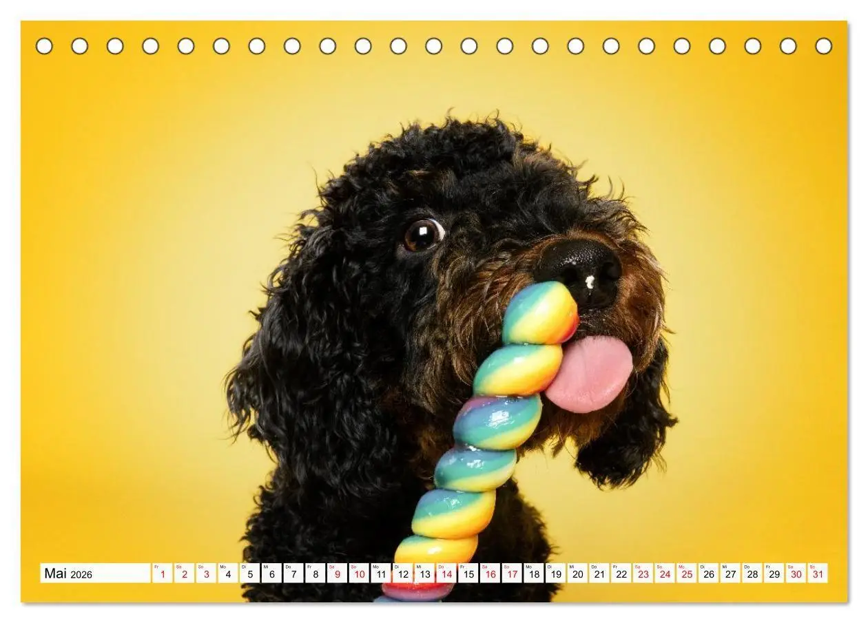 Bild: 9783516724080 | Hunde im Naschparadies (Tischkalender 2026 DIN A5 quer), CALVENDO...