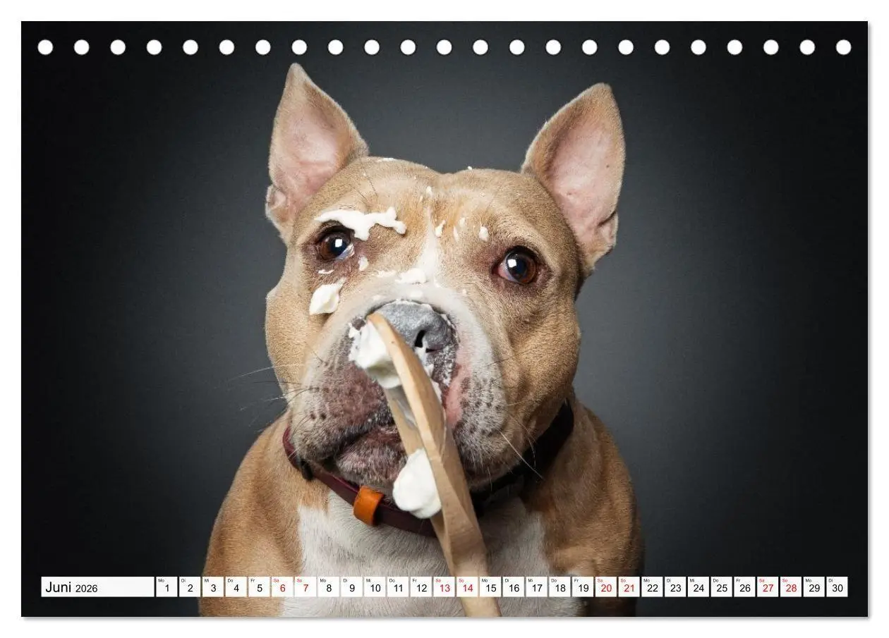 Bild: 9783516724080 | Hunde im Naschparadies (Tischkalender 2026 DIN A5 quer), CALVENDO...