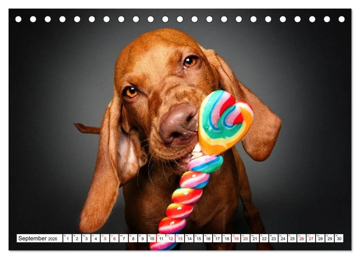 Bild: 9783516724080 | Hunde im Naschparadies (Tischkalender 2026 DIN A5 quer), CALVENDO...