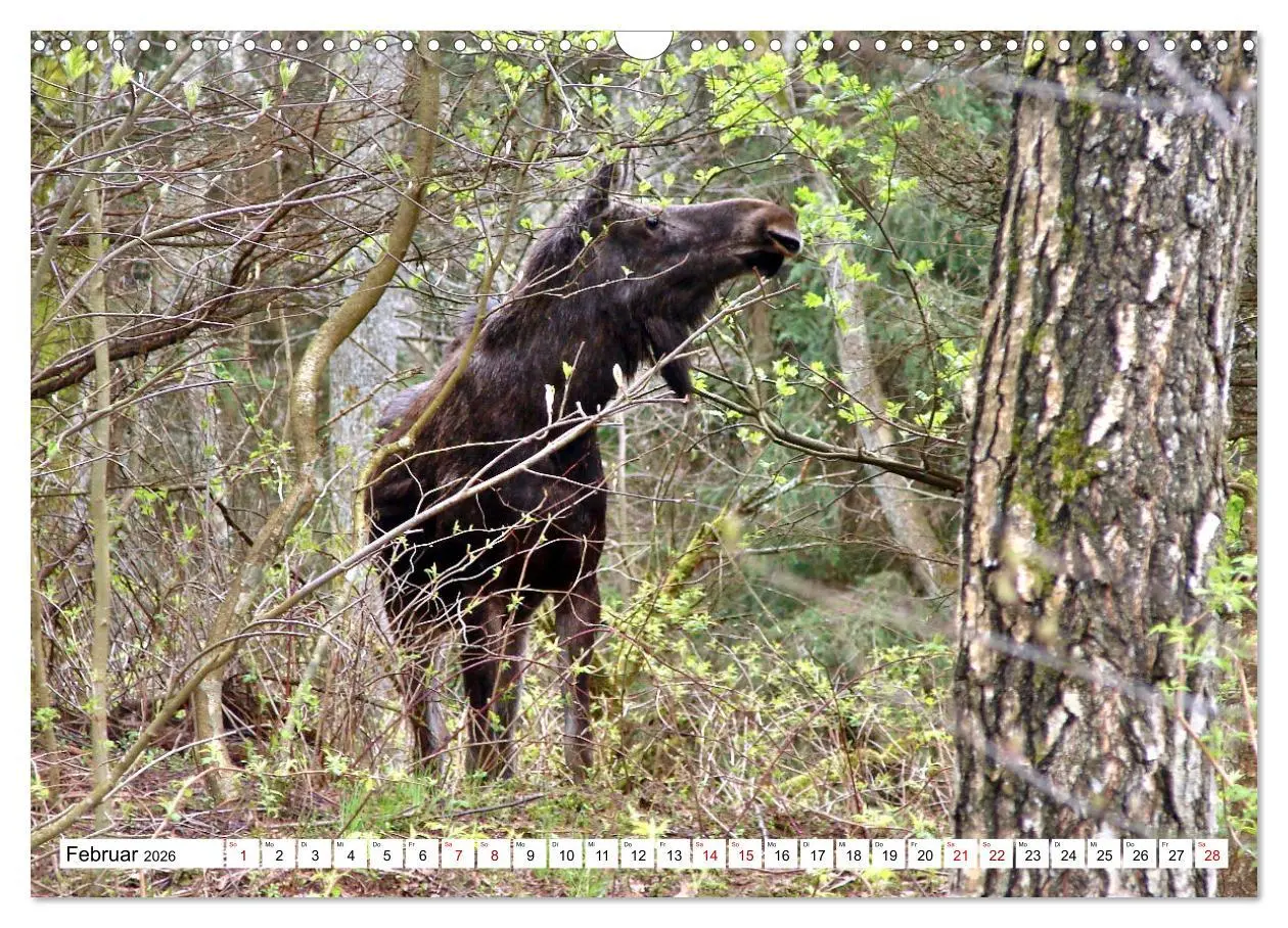 Bild: 9783457624180 | Ostpreußens Elche (Wandkalender 2026 DIN A3 quer), CALVENDO...