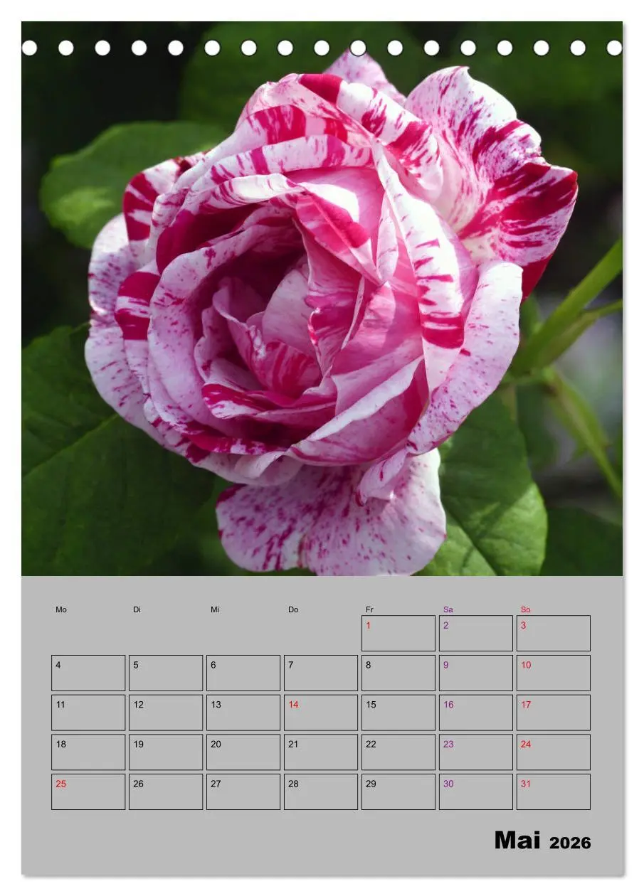 Bild: 9783516404180 | Rosen - Symbol der Liebe und Verehrung (Tischkalender 2026 DIN A5...