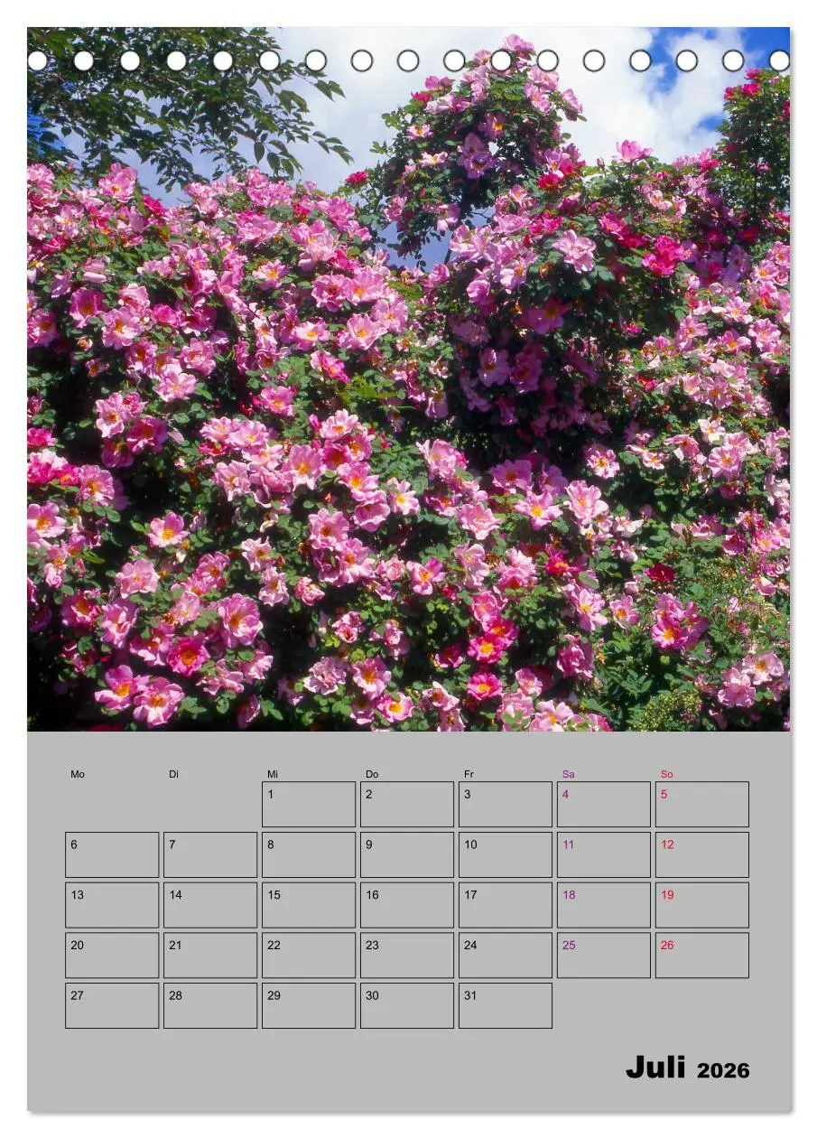 Bild: 9783516404180 | Rosen - Symbol der Liebe und Verehrung (Tischkalender 2026 DIN A5...