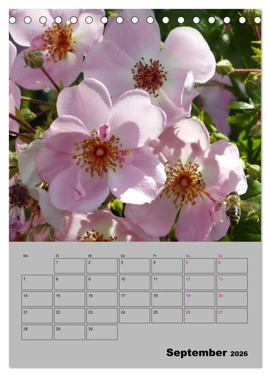 Bild: 9783516404180 | Rosen - Symbol der Liebe und Verehrung (Tischkalender 2026 DIN A5...