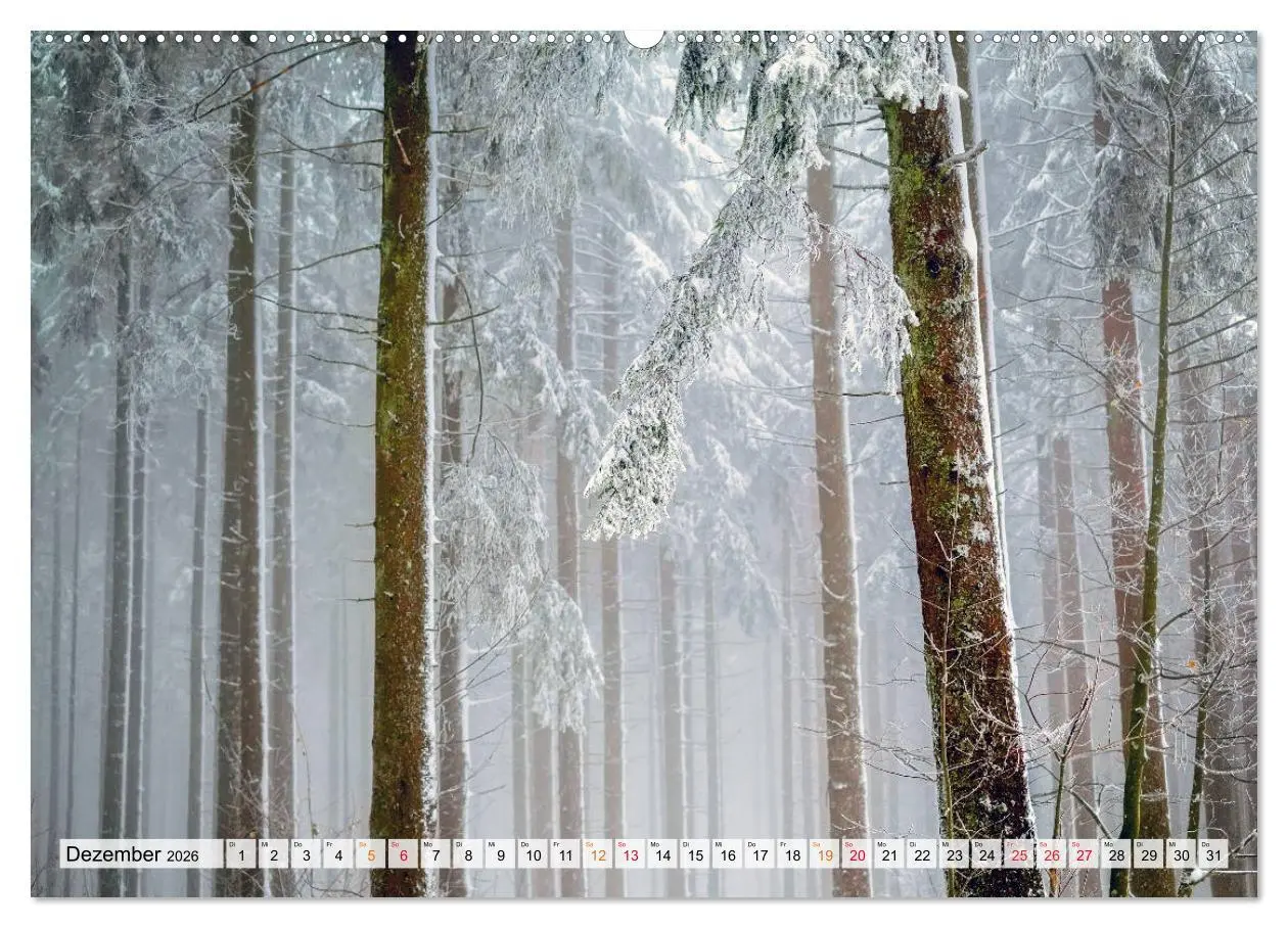 Bild: 9783457914380 | Wald - mystische Spaziergänge (Wandkalender 2026 DIN A2 quer),...