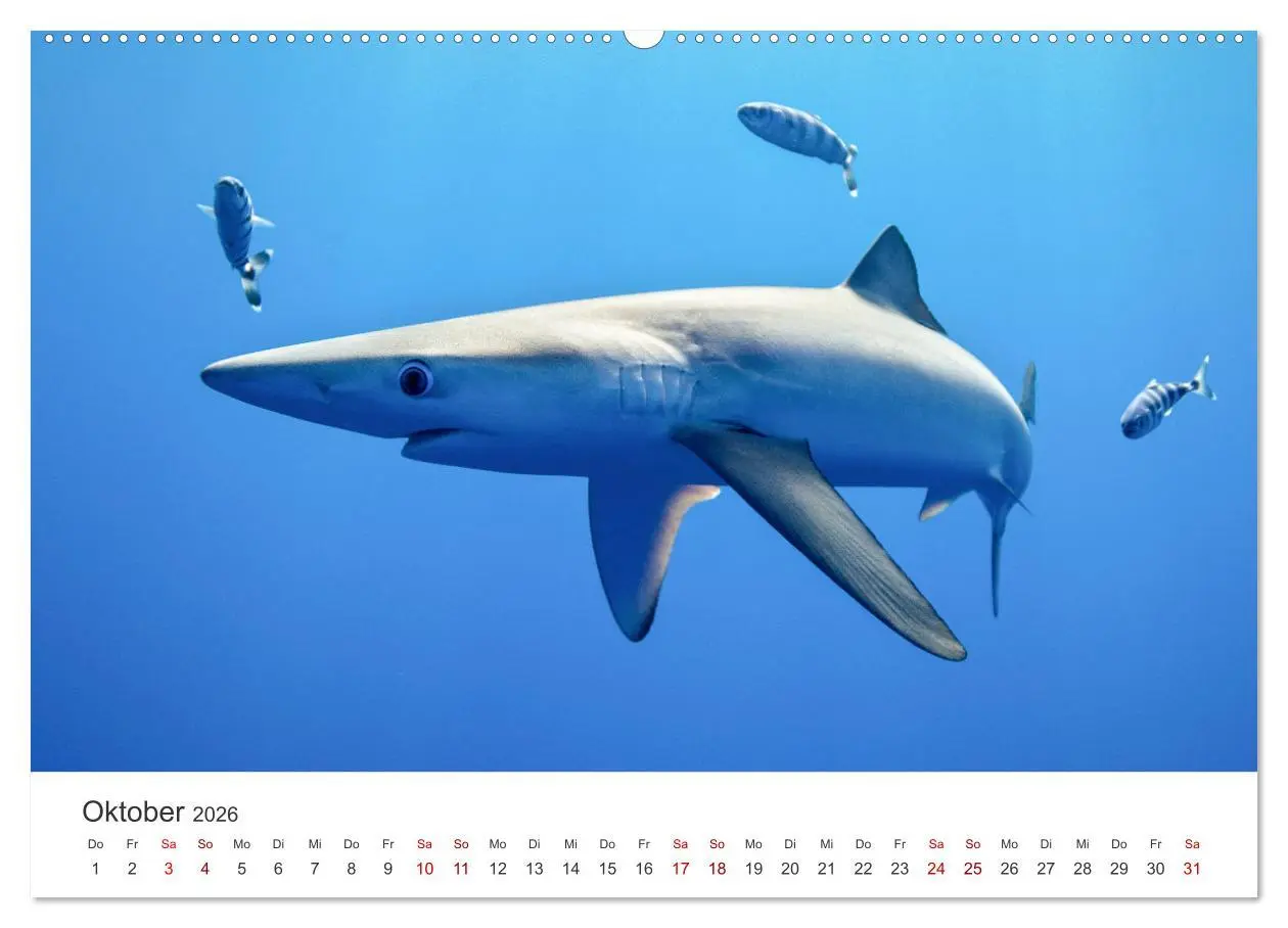 Bild: 9783457384480 | Haie - Vorsicht gefährlich! (hochwertiger Premium Wandkalender 2026...