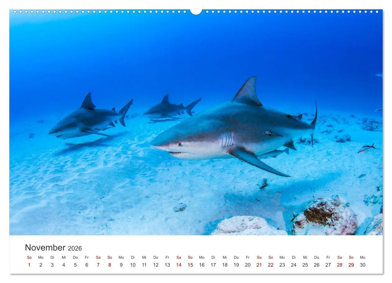 Bild: 9783457384480 | Haie - Vorsicht gefährlich! (hochwertiger Premium Wandkalender 2026...