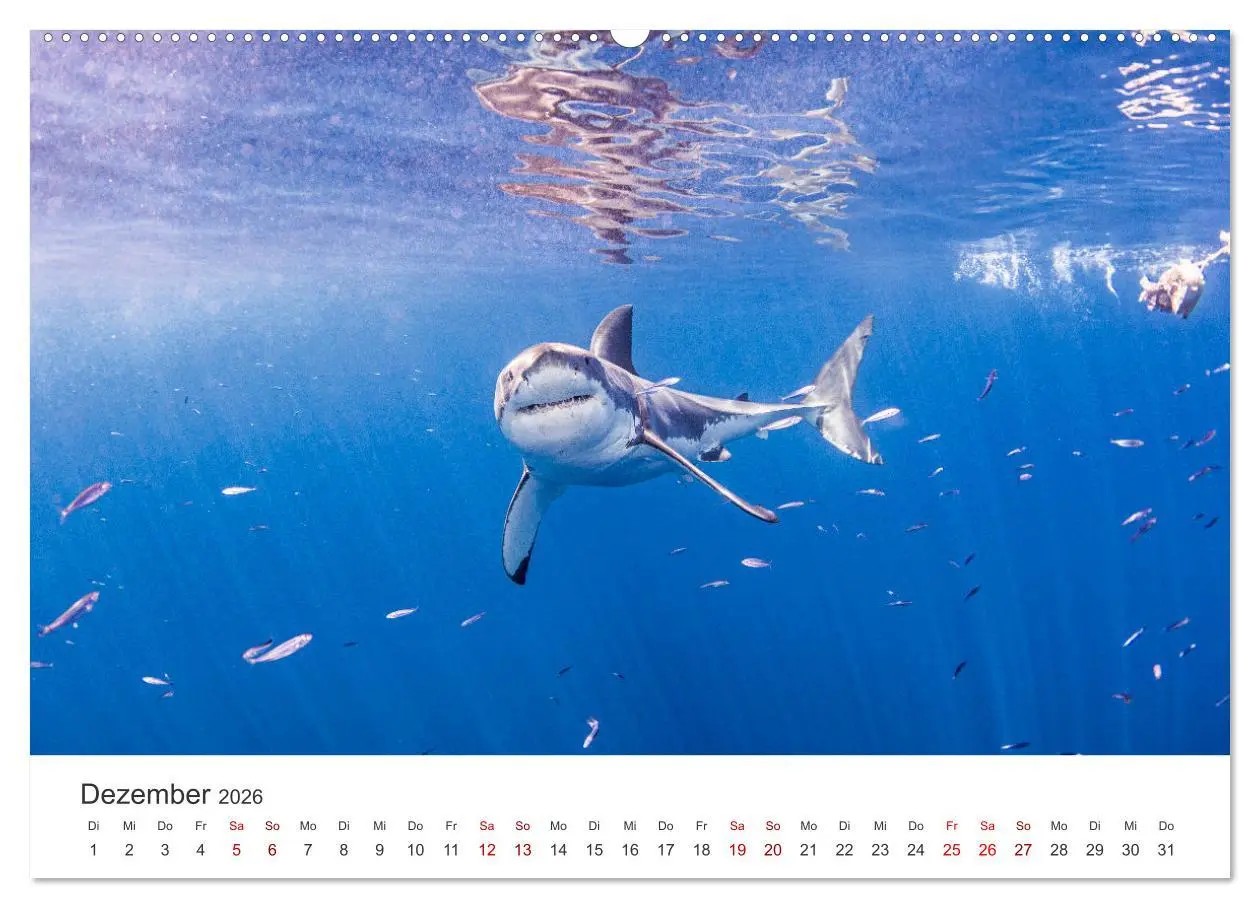 Bild: 9783457384480 | Haie - Vorsicht gefährlich! (hochwertiger Premium Wandkalender 2026...