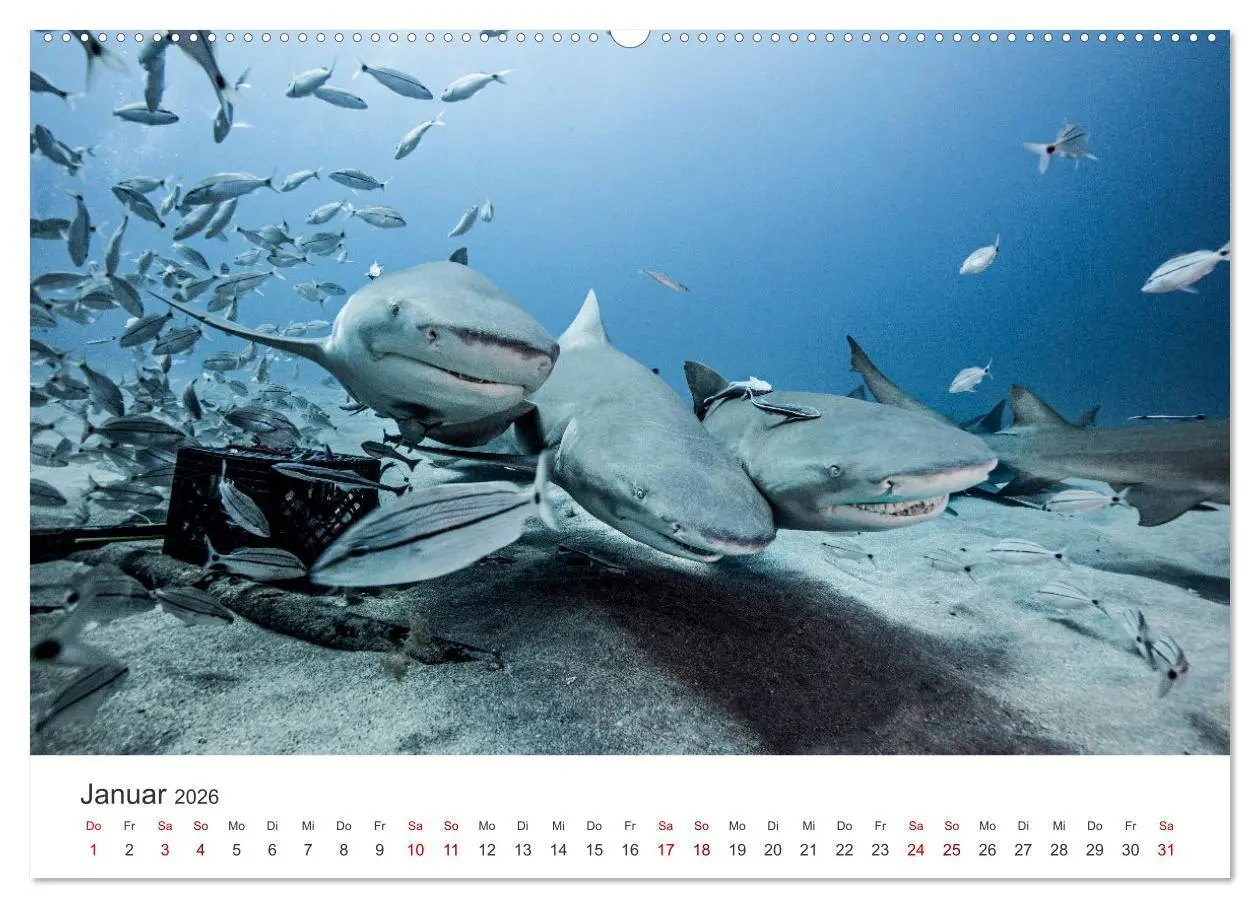 Bild: 9783457384480 | Haie - Vorsicht gefährlich! (hochwertiger Premium Wandkalender 2026...