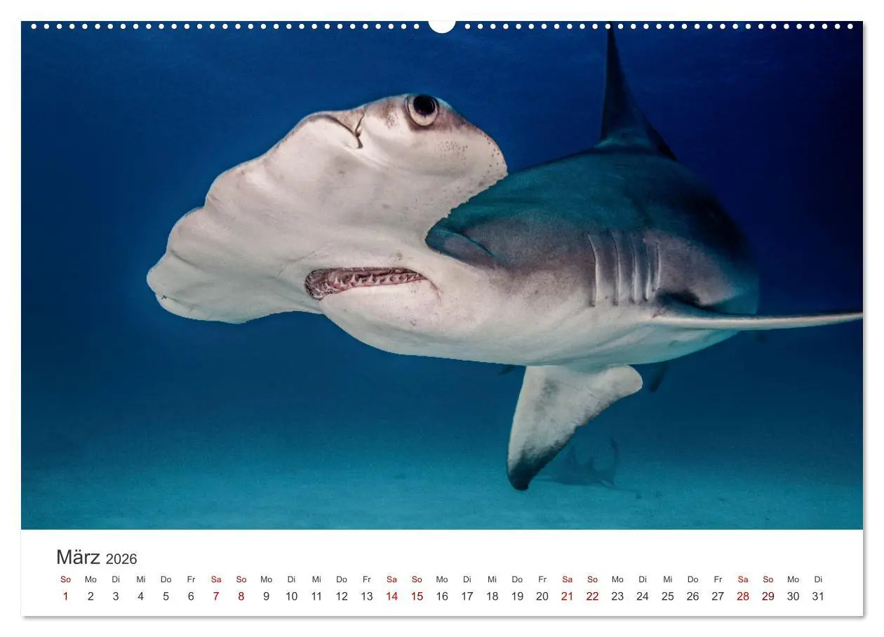 Bild: 9783457384480 | Haie - Vorsicht gefährlich! (hochwertiger Premium Wandkalender 2026...