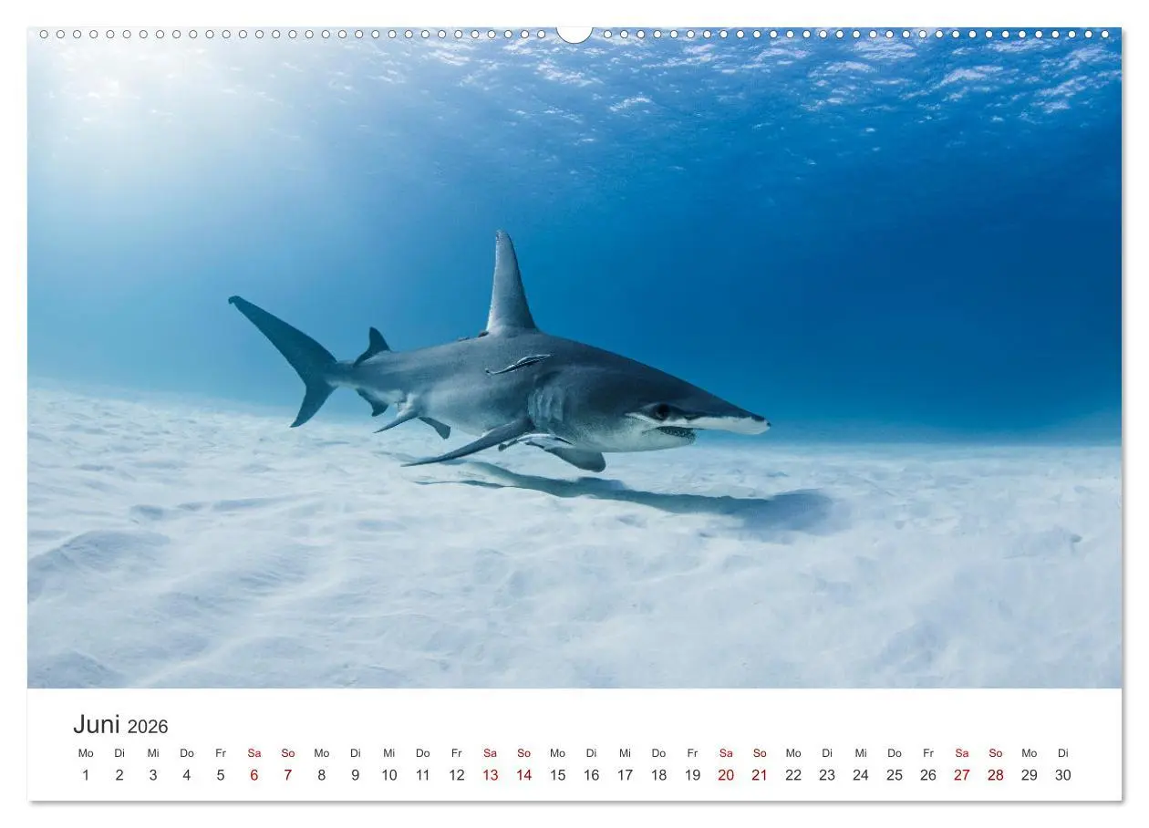 Bild: 9783457384480 | Haie - Vorsicht gefährlich! (hochwertiger Premium Wandkalender 2026...