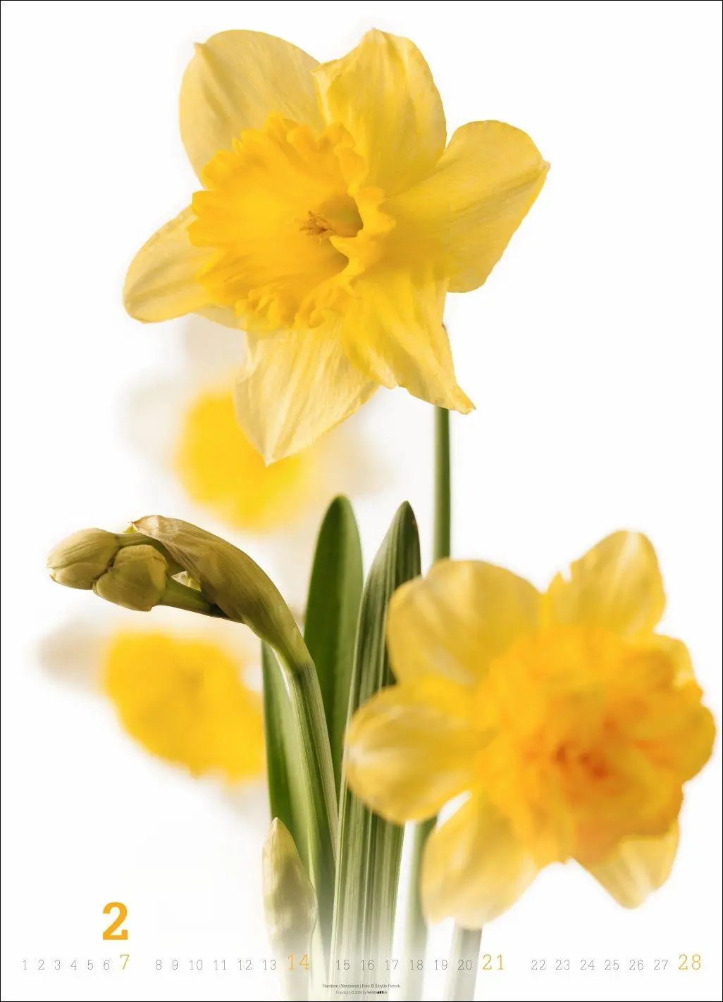 Bild: 9783839904480 | Blütenbilder Kalender 2027 | Sibylle Pietrek | Kalender | 14 S. | 2027