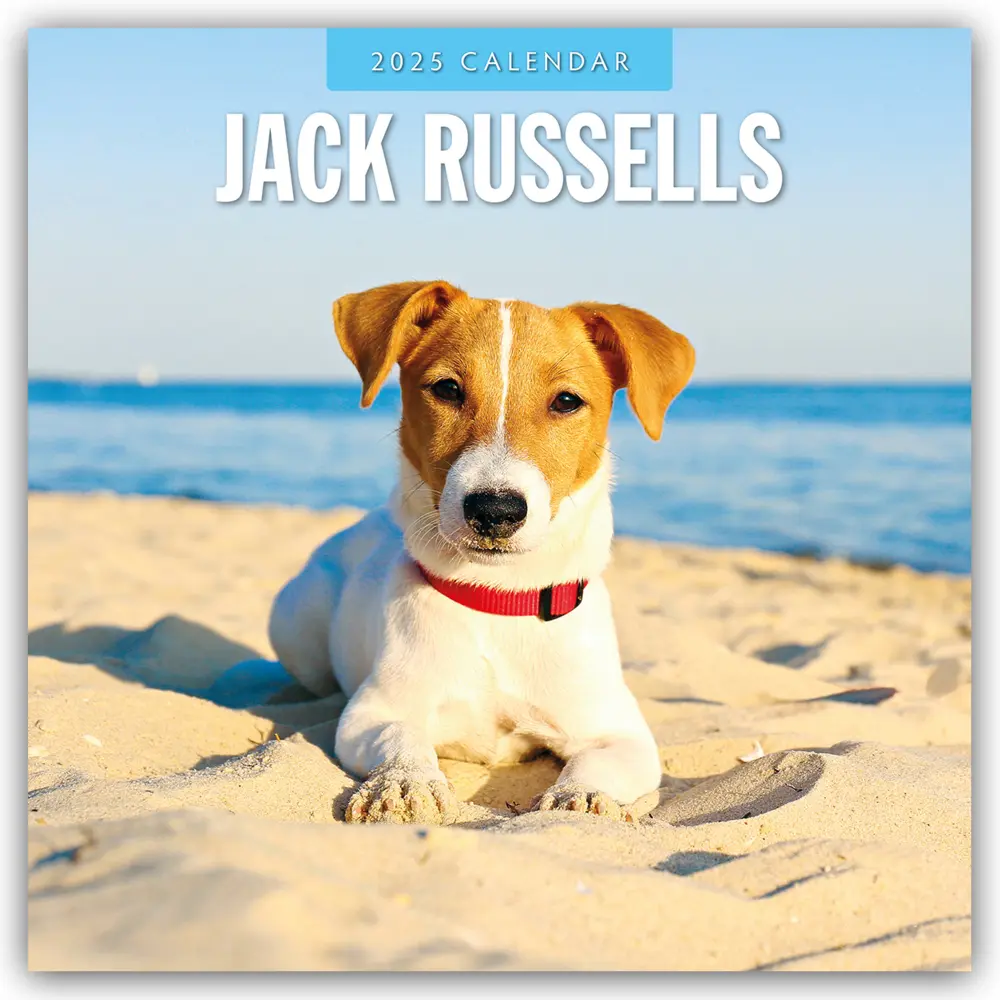 Cover: 9781804424780 | Jack Russells - Jack Russell Terrier 2025 - 16-Monatskalender | Ltd