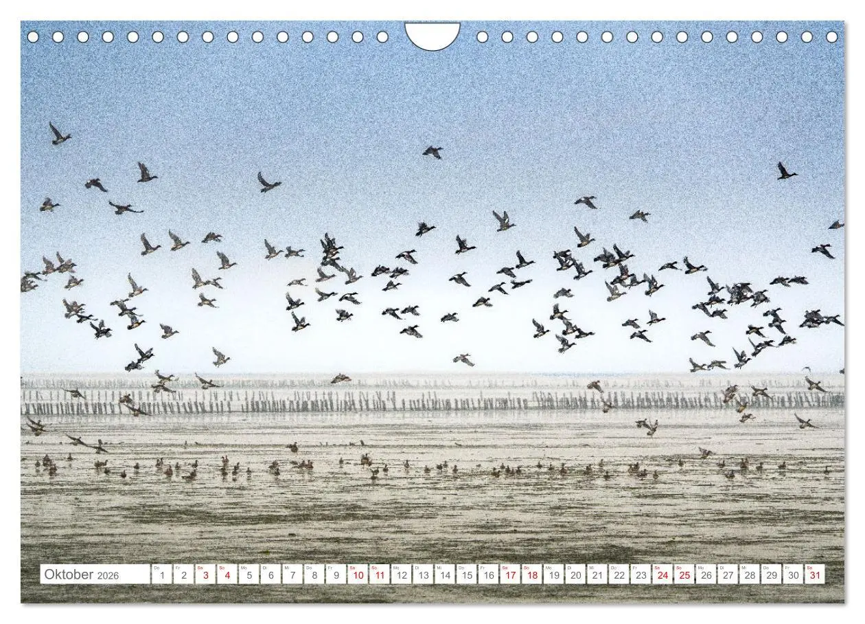 Bild: 9783457354780 | Naturerlebnis Rømø (Wandkalender 2026 DIN A4 quer), CALVENDO...