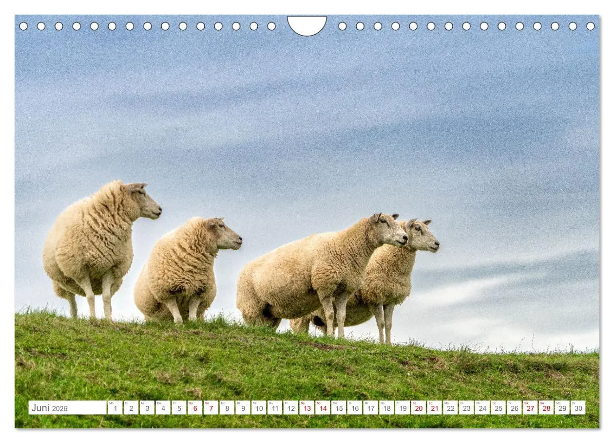 Bild: 9783457354780 | Naturerlebnis Rømø (Wandkalender 2026 DIN A4 quer), CALVENDO...