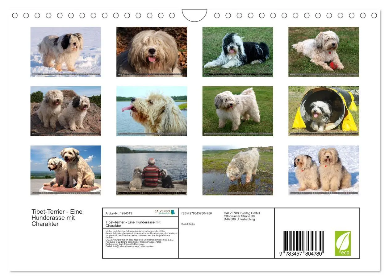 Bild: 9783457804780 | Tibet-Terrier - Eine Hunderasse mit Charakter (Wandkalender 2026...