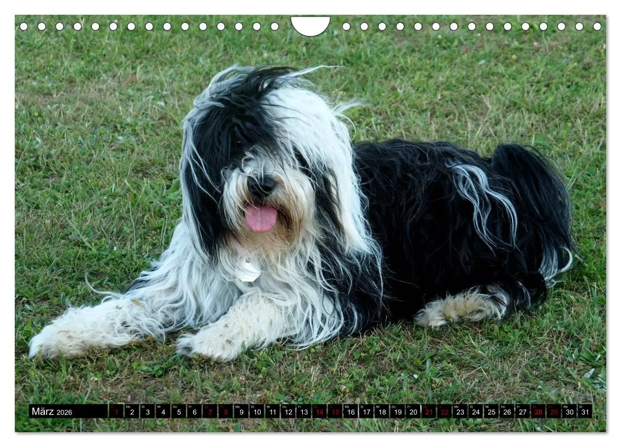 Bild: 9783457804780 | Tibet-Terrier - Eine Hunderasse mit Charakter (Wandkalender 2026...