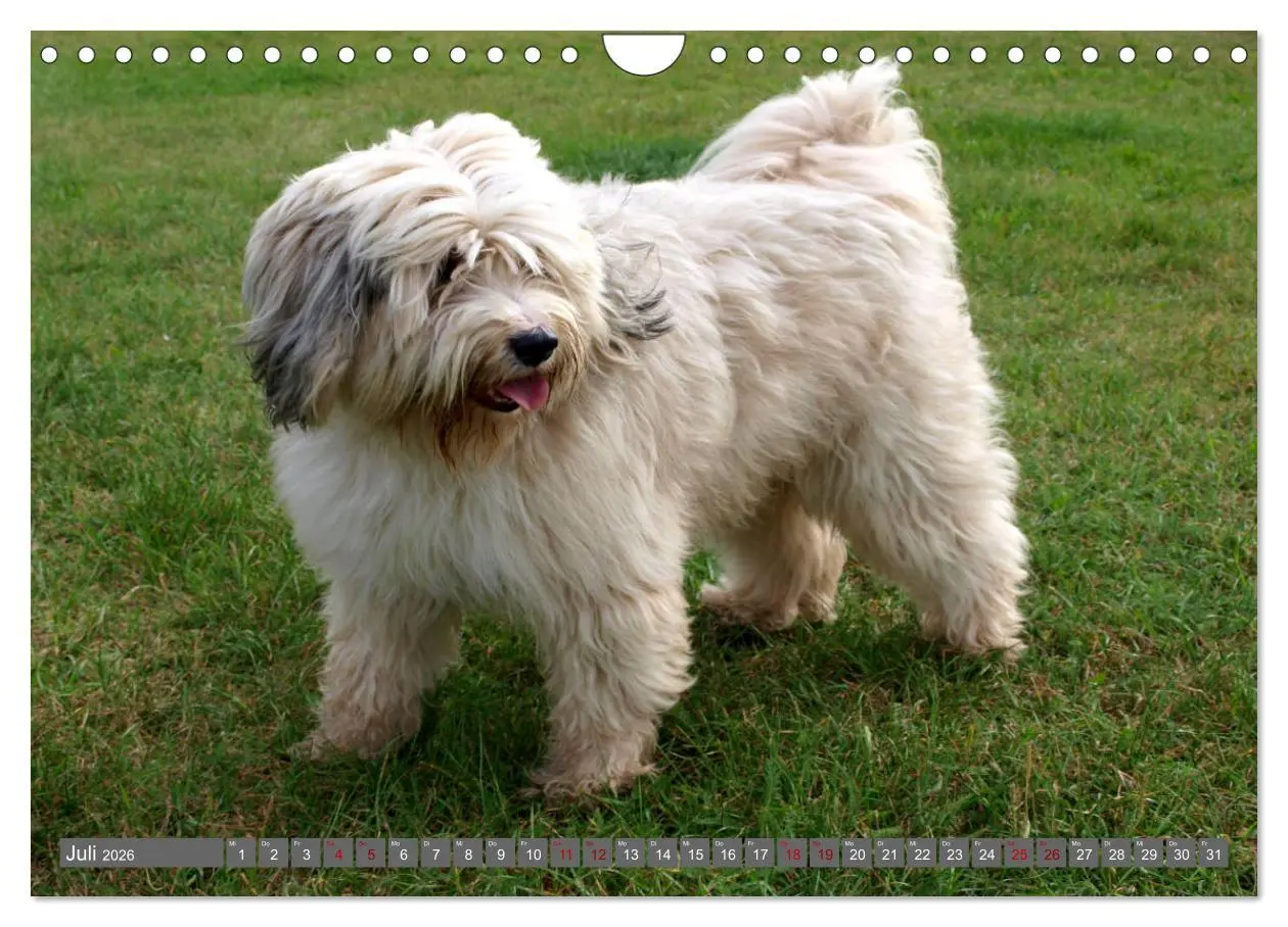 Bild: 9783457804780 | Tibet-Terrier - Eine Hunderasse mit Charakter (Wandkalender 2026...