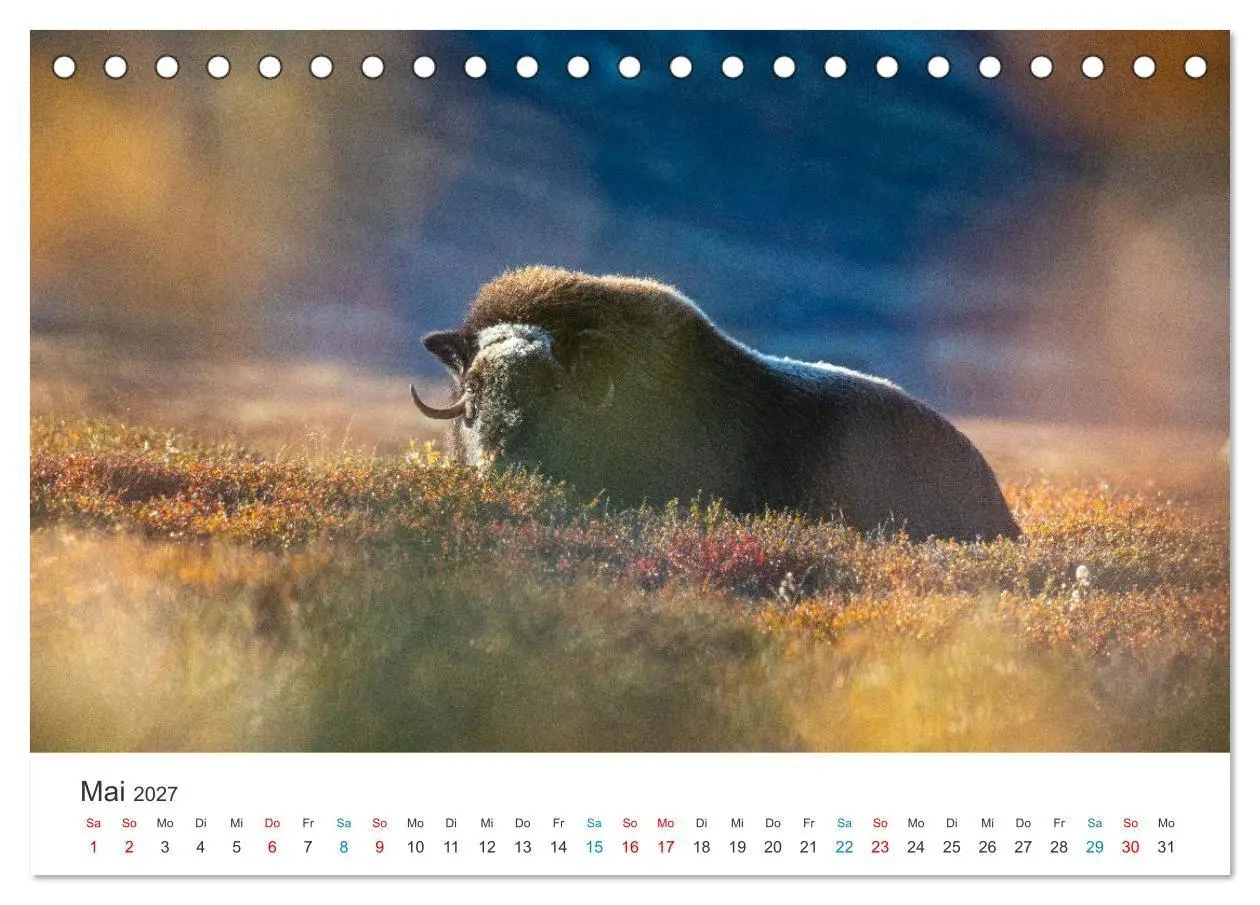 Bild: 9783569394780 | Die letzten Moschusochsen Europas (Tischkalender 2027 DIN A5 quer),...