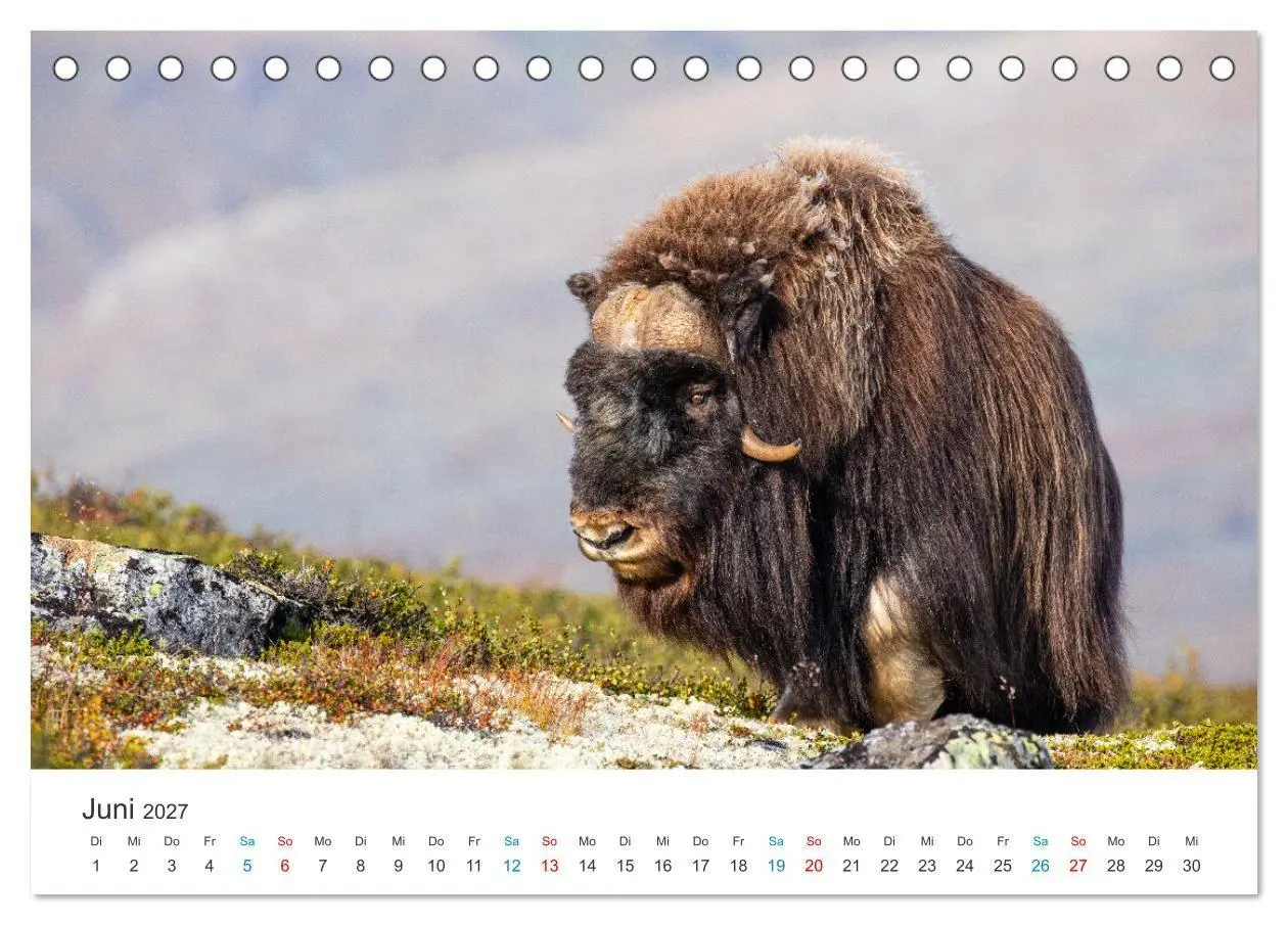 Bild: 9783569394780 | Die letzten Moschusochsen Europas (Tischkalender 2027 DIN A5 quer),...