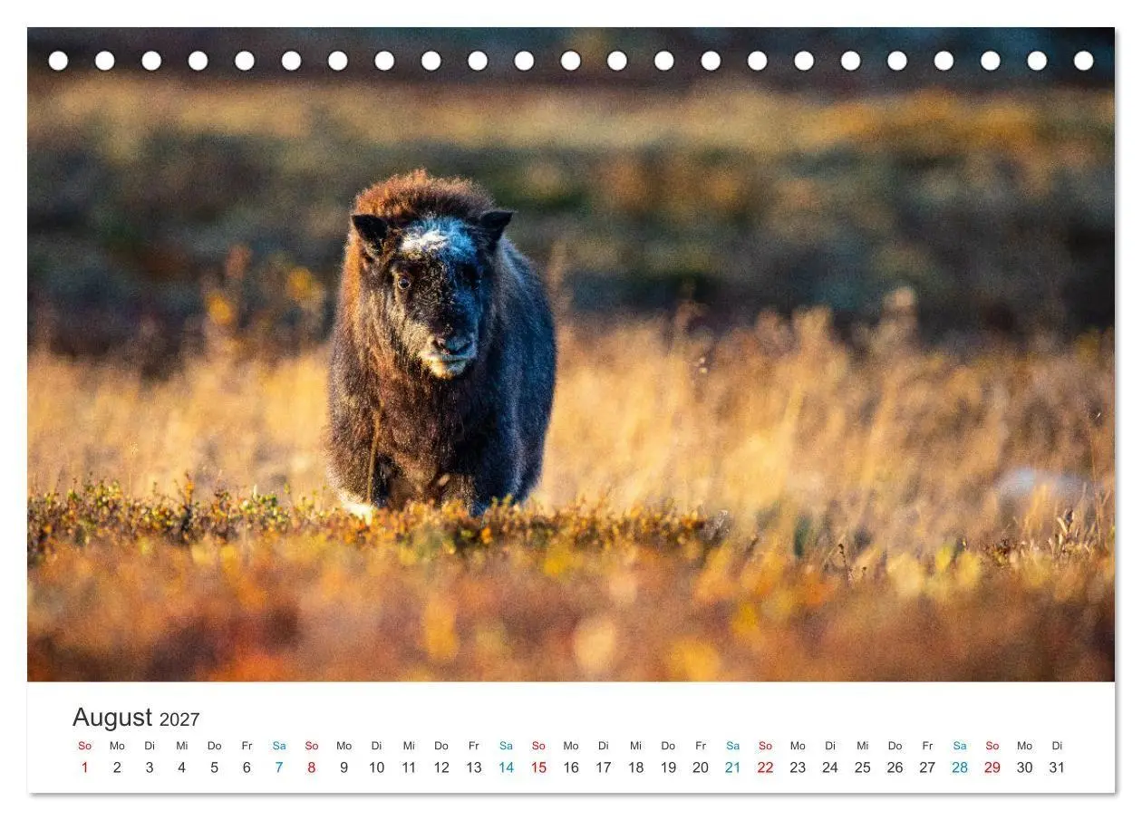 Bild: 9783569394780 | Die letzten Moschusochsen Europas (Tischkalender 2027 DIN A5 quer),...