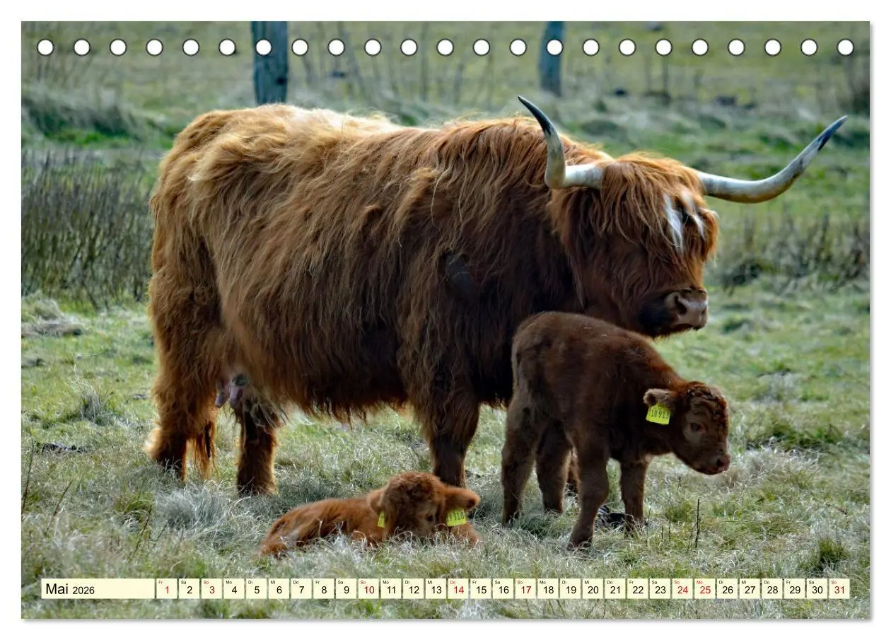 Bild: 9783457724880 | Die anmutigste Rinderrasse - Das schottische Hochlandrind...