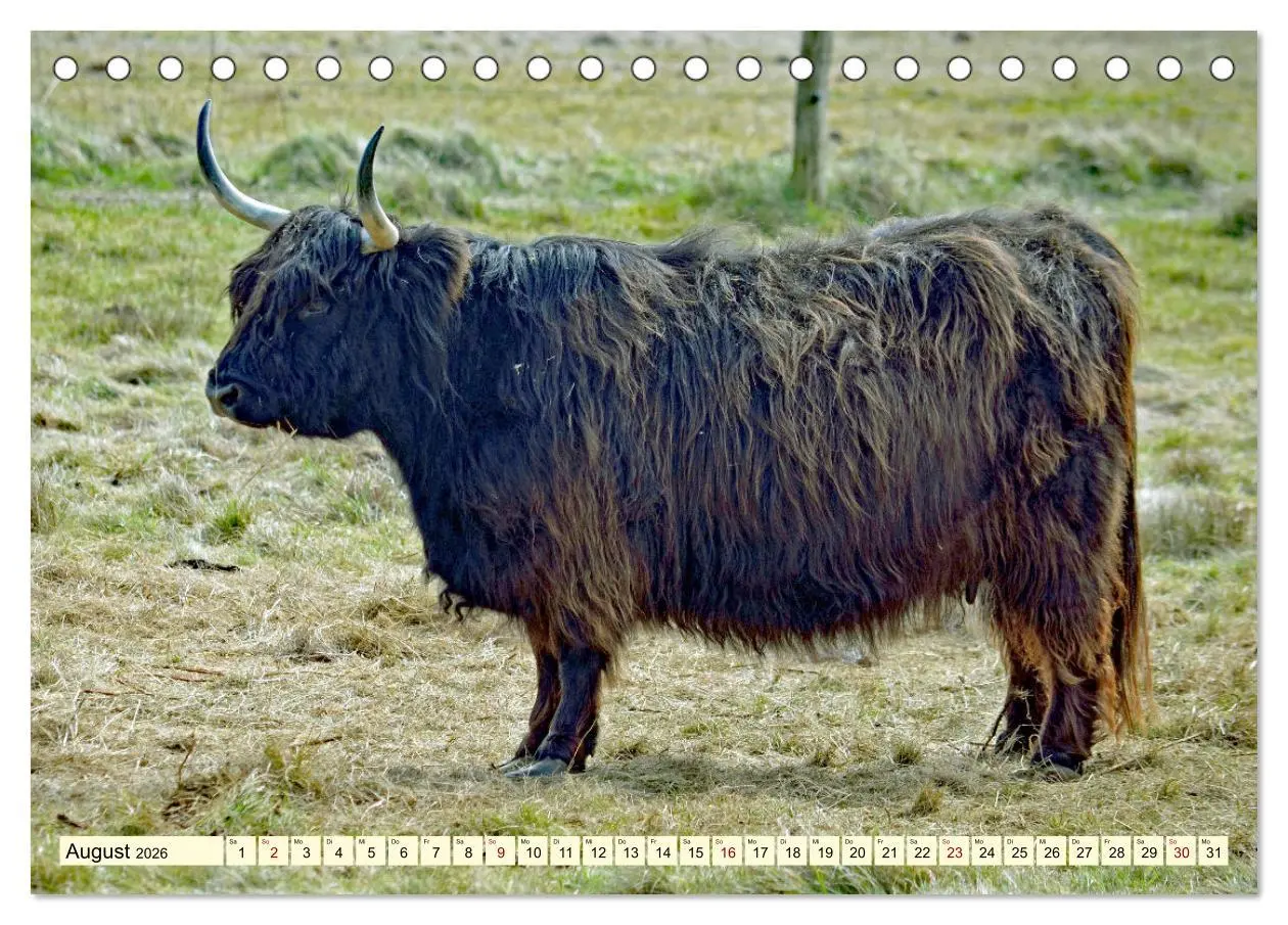 Bild: 9783457724880 | Die anmutigste Rinderrasse - Das schottische Hochlandrind...