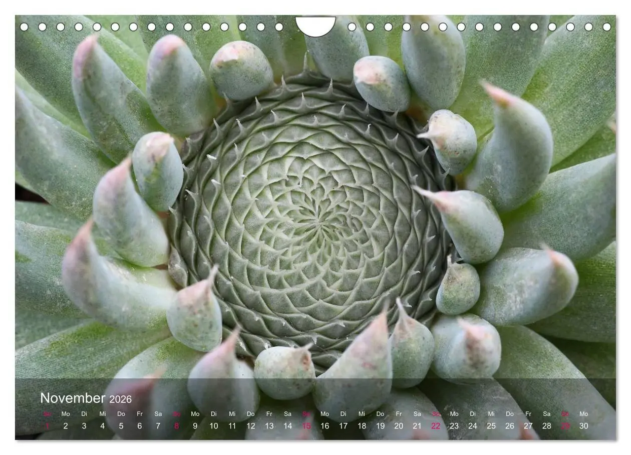 Bild: 9783516044980 | Sukkulenten in Haus und Garten (Wandkalender 2026 DIN A4 quer),...