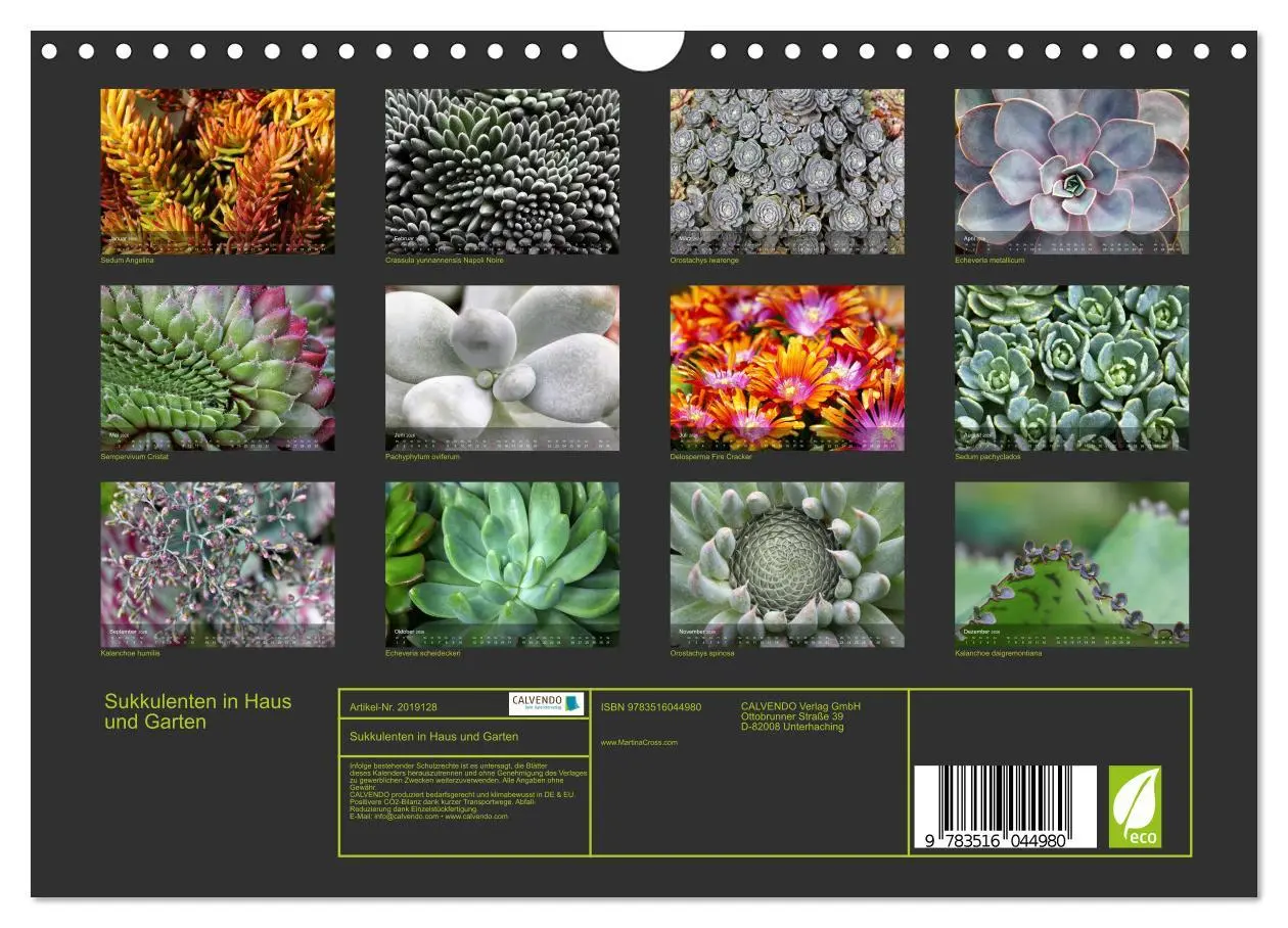 Bild: 9783516044980 | Sukkulenten in Haus und Garten (Wandkalender 2026 DIN A4 quer),...
