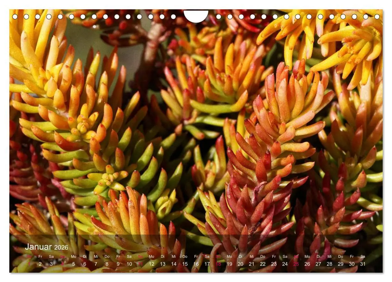 Bild: 9783516044980 | Sukkulenten in Haus und Garten (Wandkalender 2026 DIN A4 quer),...