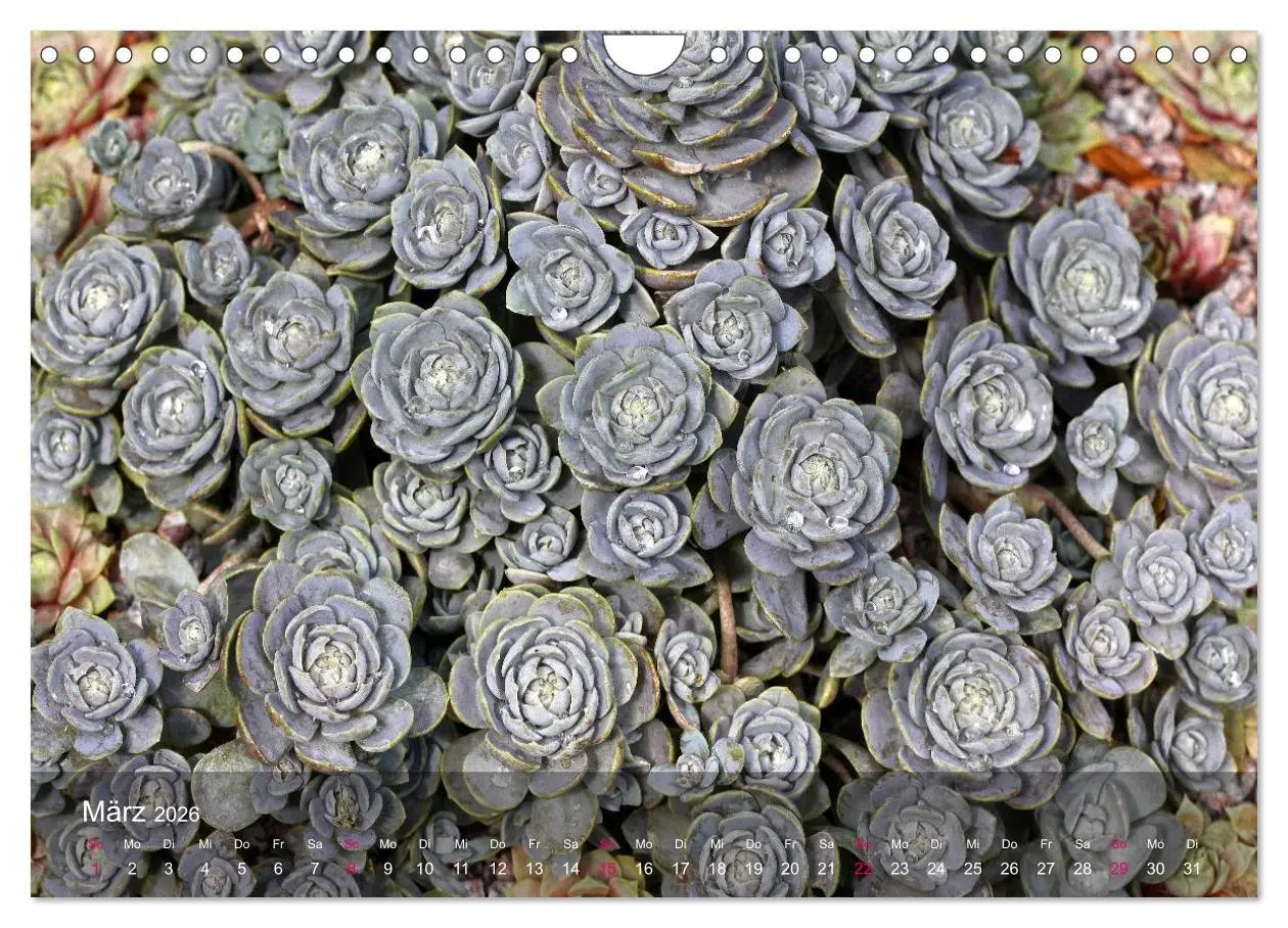 Bild: 9783516044980 | Sukkulenten in Haus und Garten (Wandkalender 2026 DIN A4 quer),...