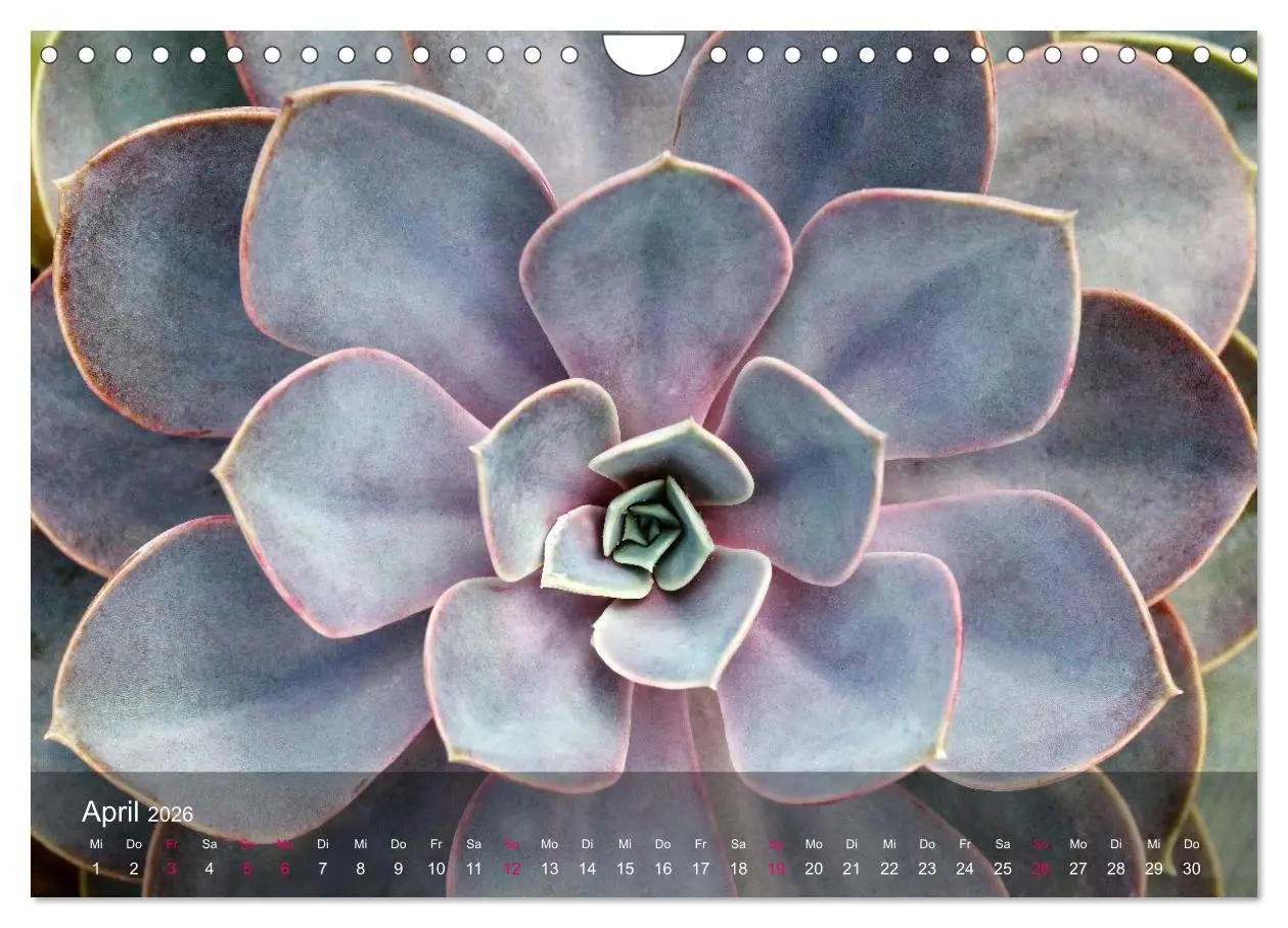 Bild: 9783516044980 | Sukkulenten in Haus und Garten (Wandkalender 2026 DIN A4 quer),...