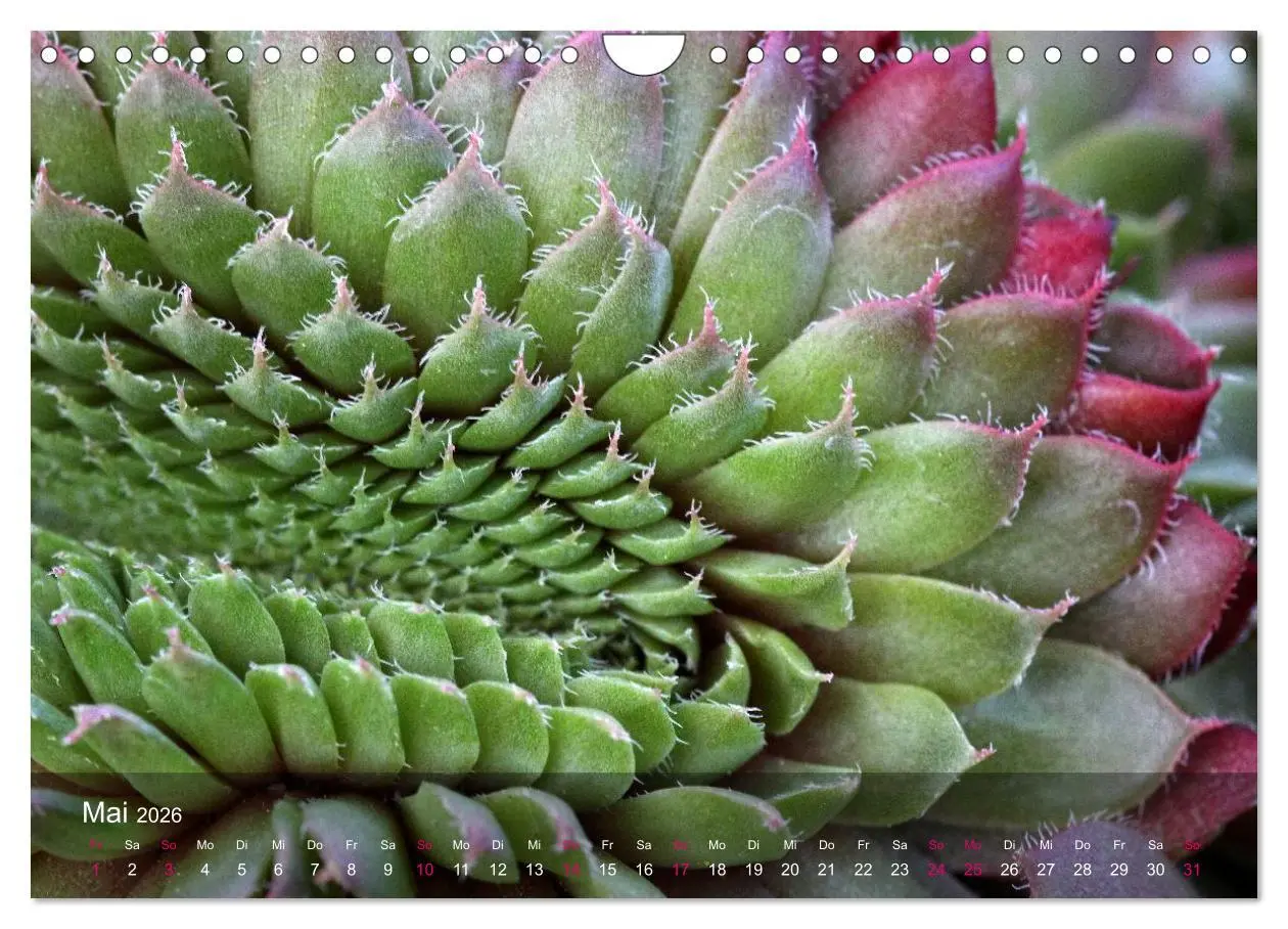 Bild: 9783516044980 | Sukkulenten in Haus und Garten (Wandkalender 2026 DIN A4 quer),...