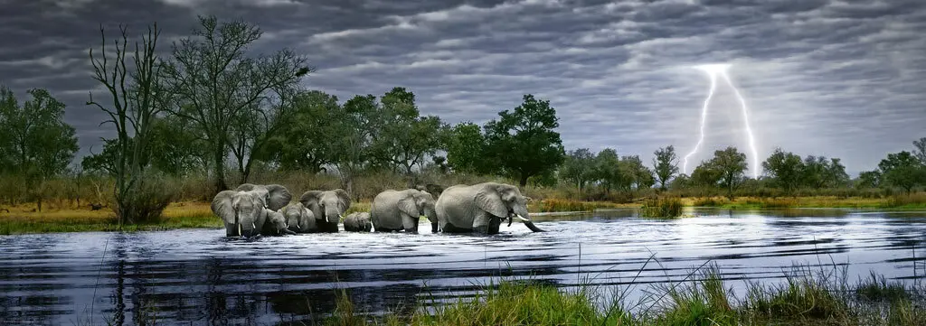 Bild: 4001689295080 | Herd of Elephants Puzzle | 2000 Teile | Alex Bernasconi | Spiel | 2012