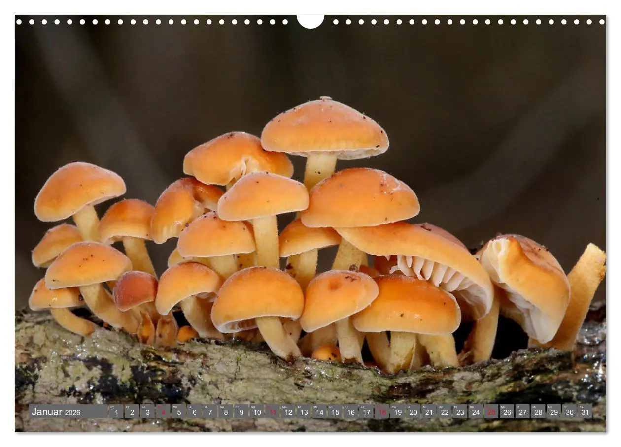 Bild: 9783457915080 | PILZE IM WALD (Wandkalender 2026 DIN A3 quer), CALVENDO Monatskalender
