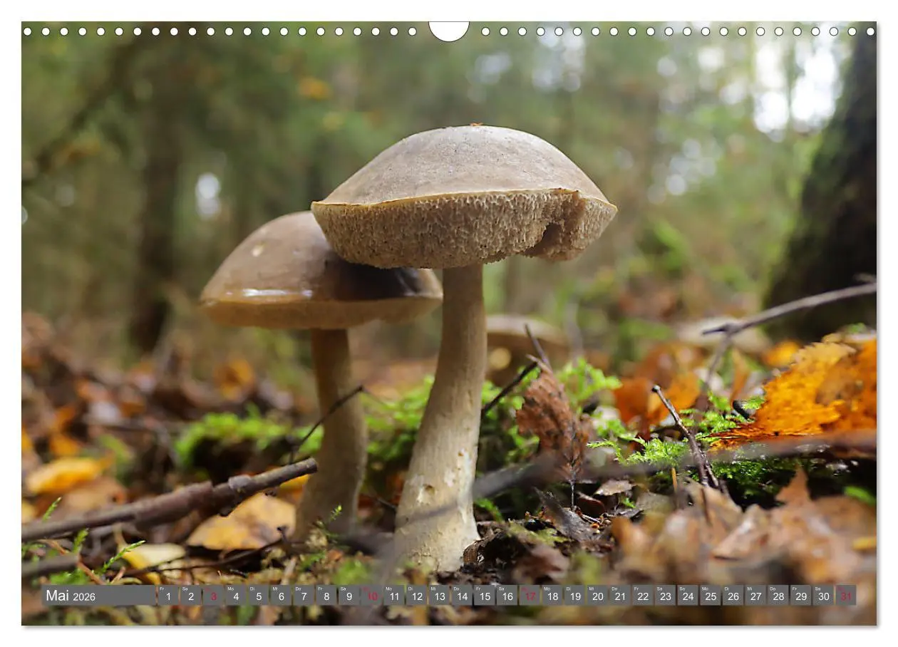 Bild: 9783457915080 | PILZE IM WALD (Wandkalender 2026 DIN A3 quer), CALVENDO Monatskalender