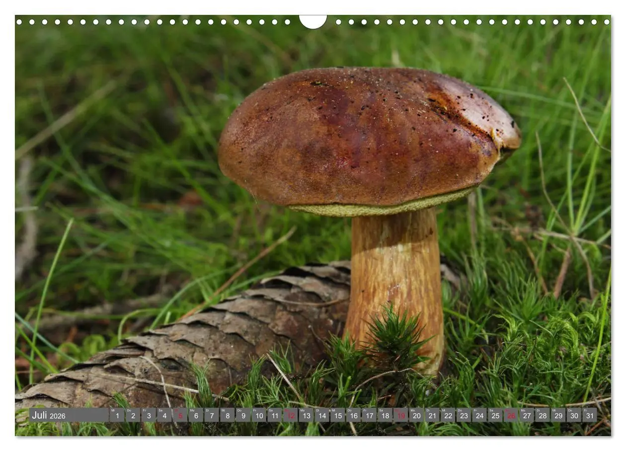 Bild: 9783457915080 | PILZE IM WALD (Wandkalender 2026 DIN A3 quer), CALVENDO Monatskalender