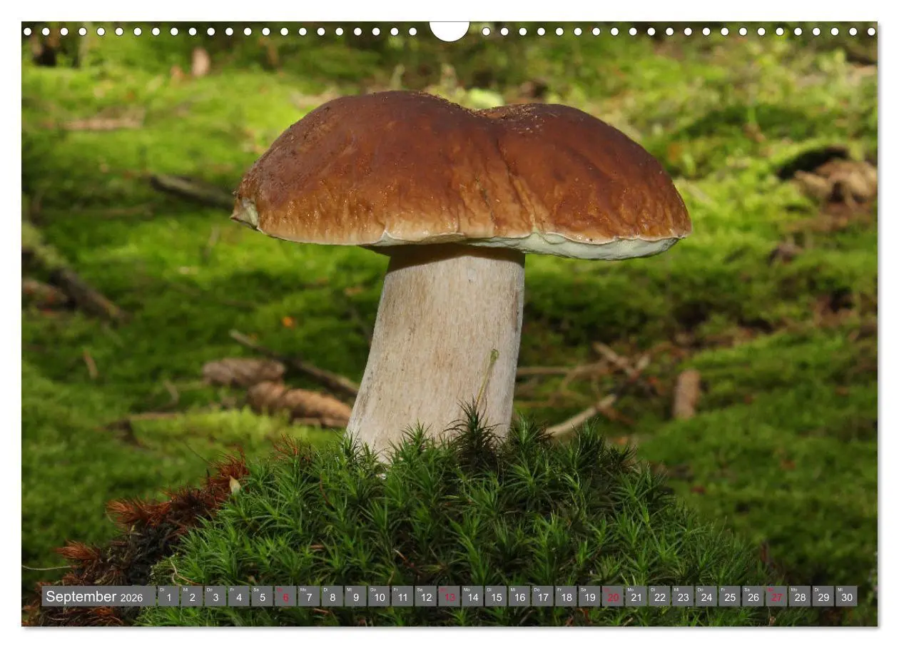 Bild: 9783457915080 | PILZE IM WALD (Wandkalender 2026 DIN A3 quer), CALVENDO Monatskalender