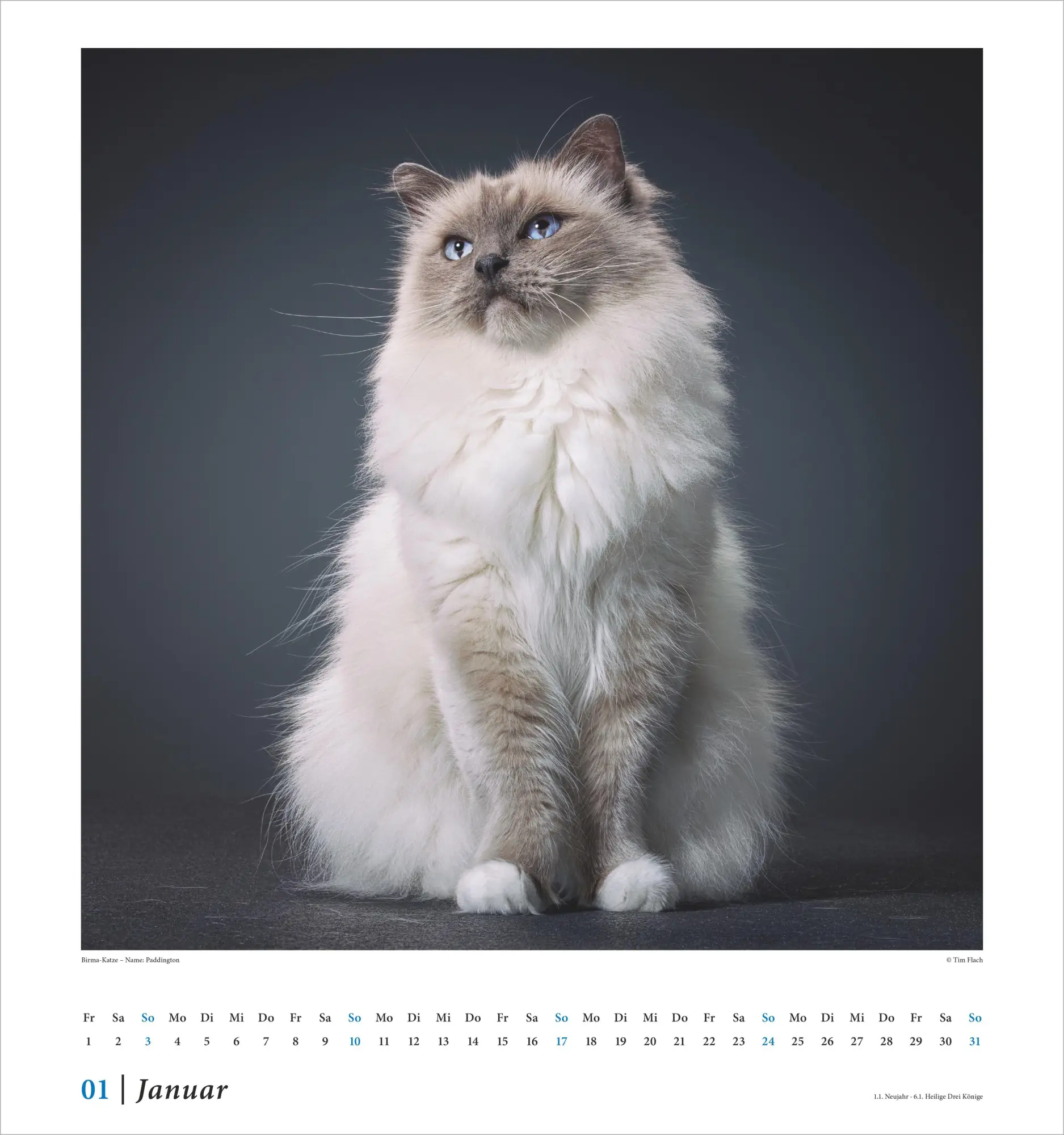 Bild: 4069095015180 | Tim Flach: Katzen 2027 | Neumann Verlage GmbH &amp; Co KG | Kalender
