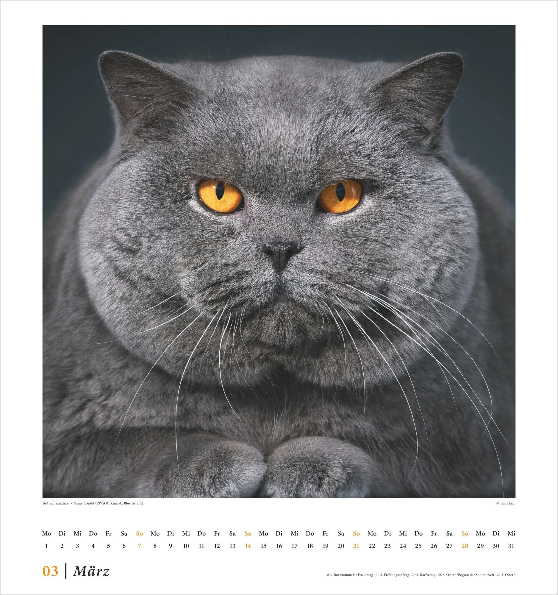 Bild: 4069095015180 | Tim Flach: Katzen 2027 | Neumann Verlage GmbH &amp; Co KG | Kalender