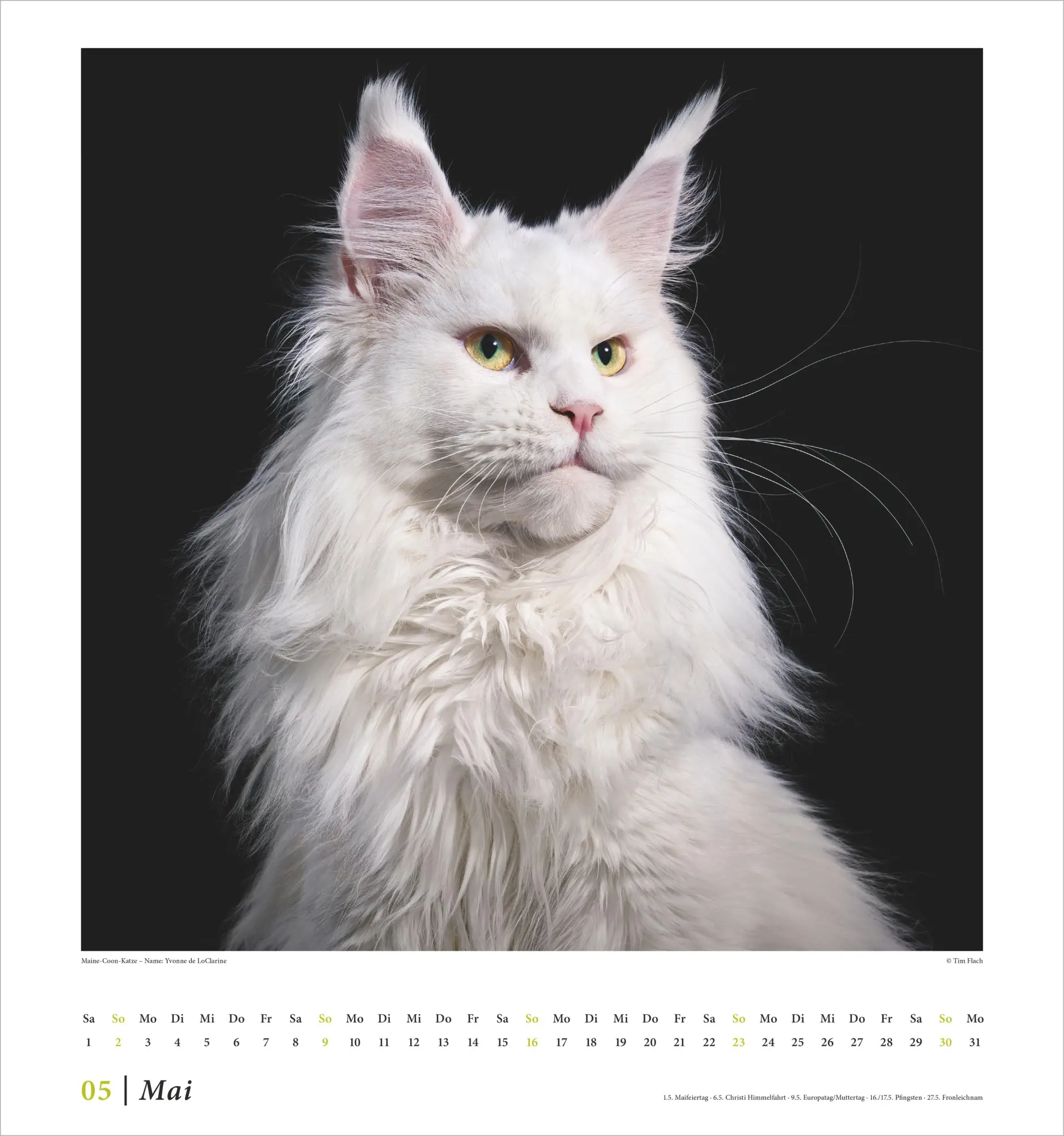 Bild: 4069095015180 | Tim Flach: Katzen 2027 | Neumann Verlage GmbH &amp; Co KG | Kalender