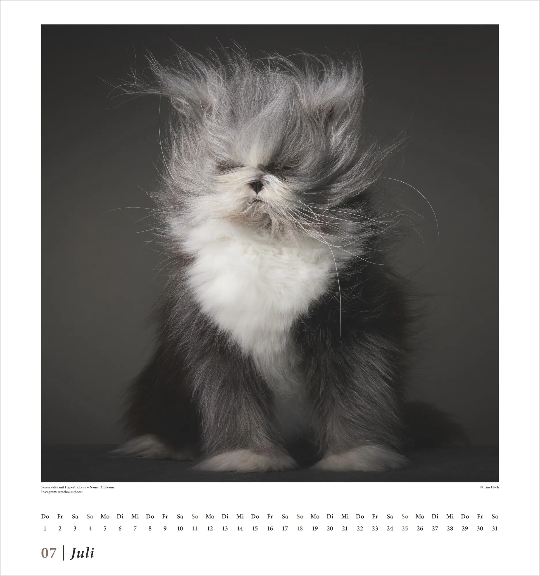Bild: 4069095015180 | Tim Flach: Katzen 2027 | Neumann Verlage GmbH &amp; Co KG | Kalender